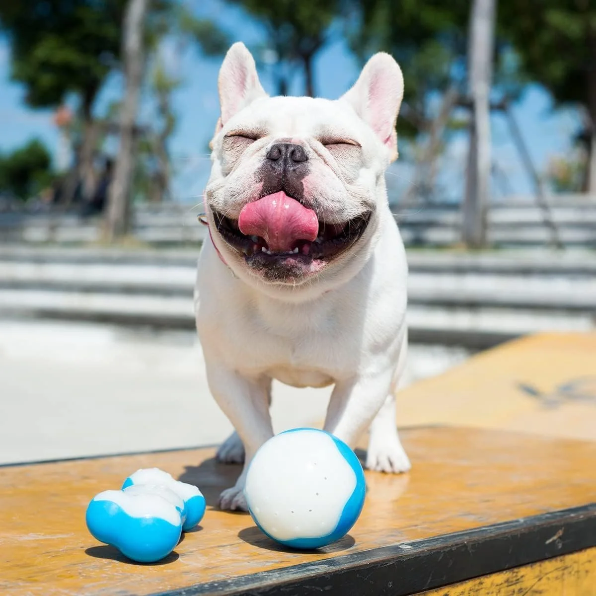 اسباب بازی استخوان یخی سگ خنک کننده آل فور پاوز، بزرگ، 4.91 کیلوگرم، Vp7077، اسباب بازی سگ