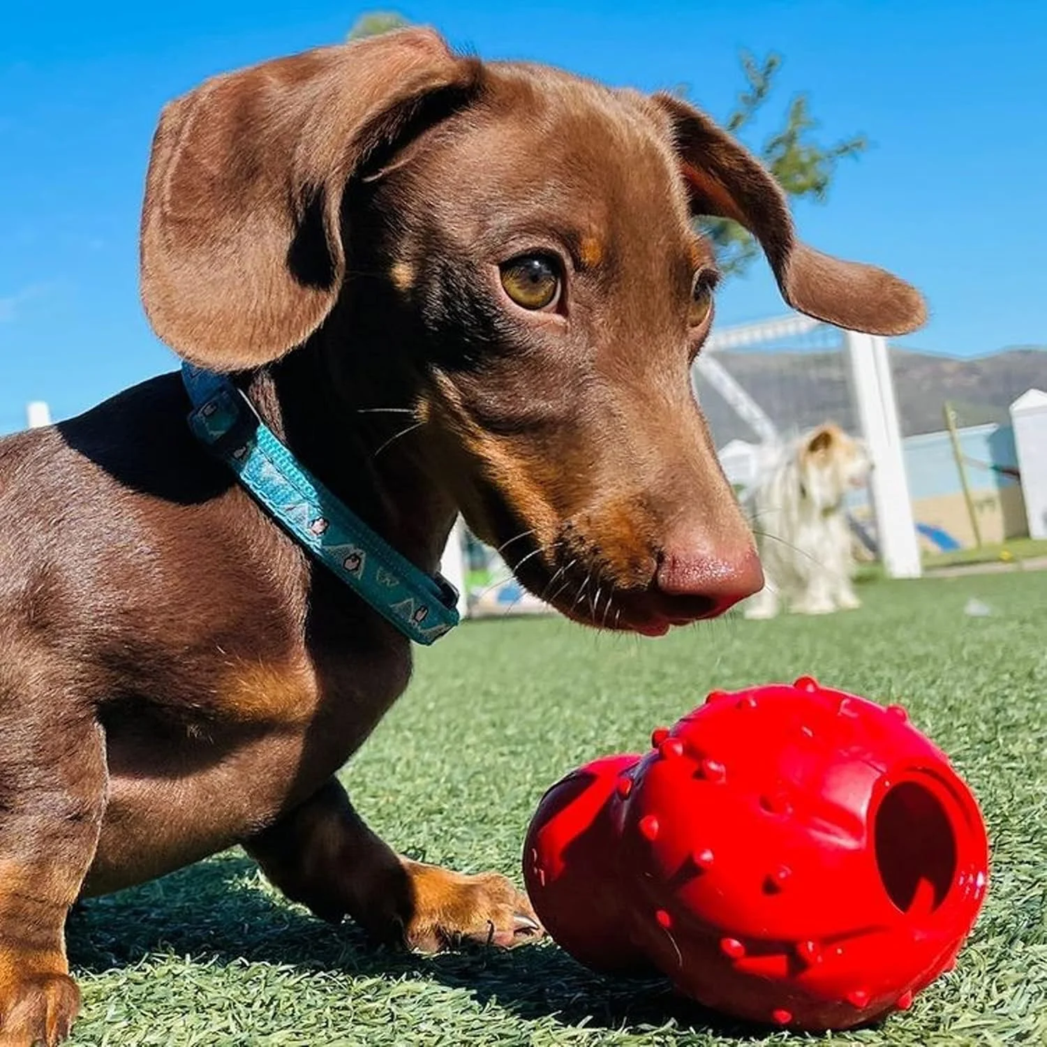 اسباب بازی مخروطی قابل پر کردن نایلابون برای جویدن قوی سگ ها سایز خیلی کوچک/کوچک (تعداد 1)