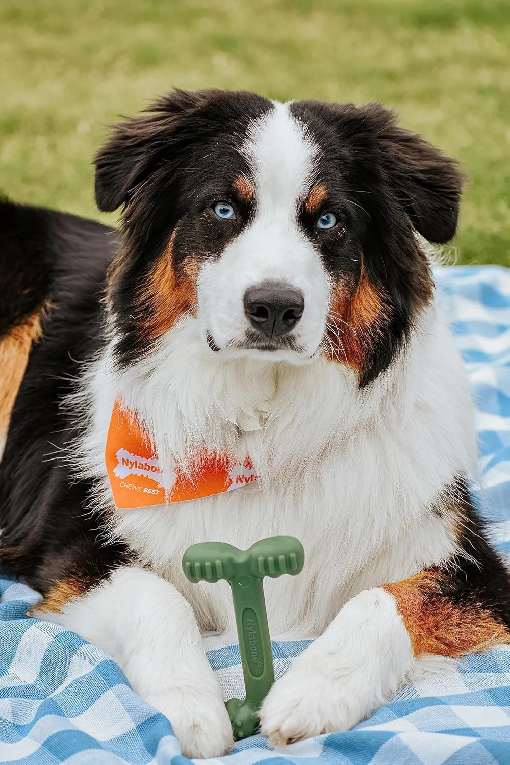 اسباب بازی جویدنی سگ نیلابون Power Chew Easy-Hold - اسباب بازی سگ برای جویدن تهاجمی - اسباب بازی های سگ غیر قابل تخریب برای نژادهای بزرگ - برای سگ های بزرگ - بیکن بزرگ/خیلی بزرگ (1 عدد) اسباب بازی جویدنی سگ نیلابون Power Chew Easy-Hold - اسباب بازی سگ برای جویدن تهاجمی - اسباب بازی های سگ غیر قابل تخریب برای نژادهای بزرگ - برای سگ های بزرگ - بیکن بزرگ/خیلی بزرگ (1 عدد)