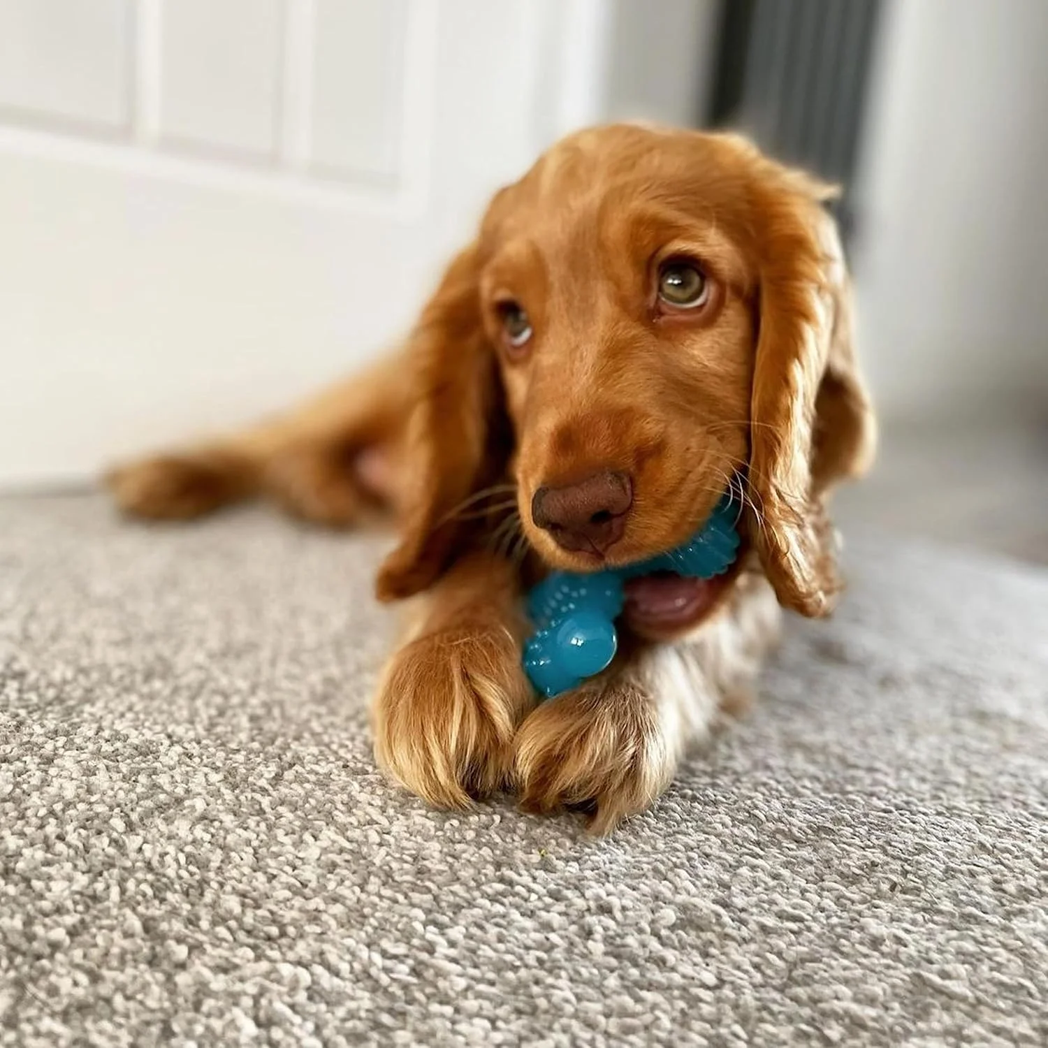 اسباب بازی جویدنی استخوان Nylabone Puppy X - اسباب بازی جویدنی توله سگ برای دندان درآوردن - لوازم توله سگ - طعم گوشت گاو، کوچک، (1 عدد)