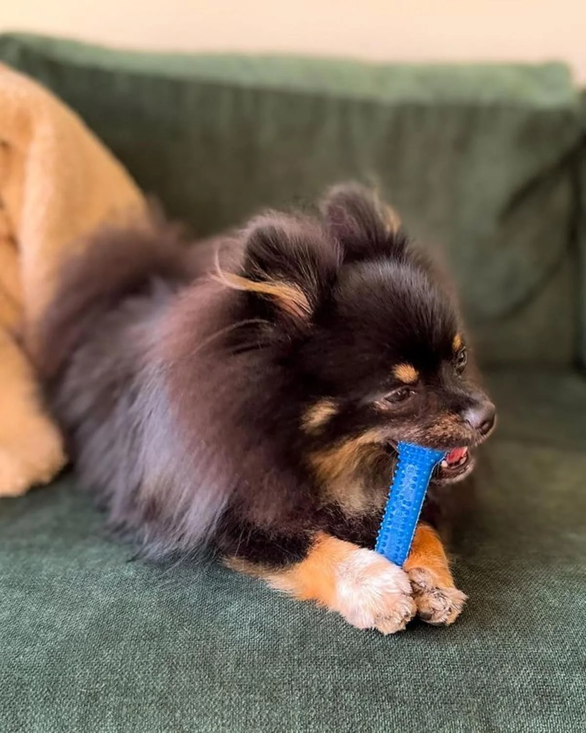 اسباب بازی جویدنی دندانی با بافت متوسط Nylabone Flexi Chew برای سگ ها، طعم مرغ، کوچک/معمولی (1 عدد)