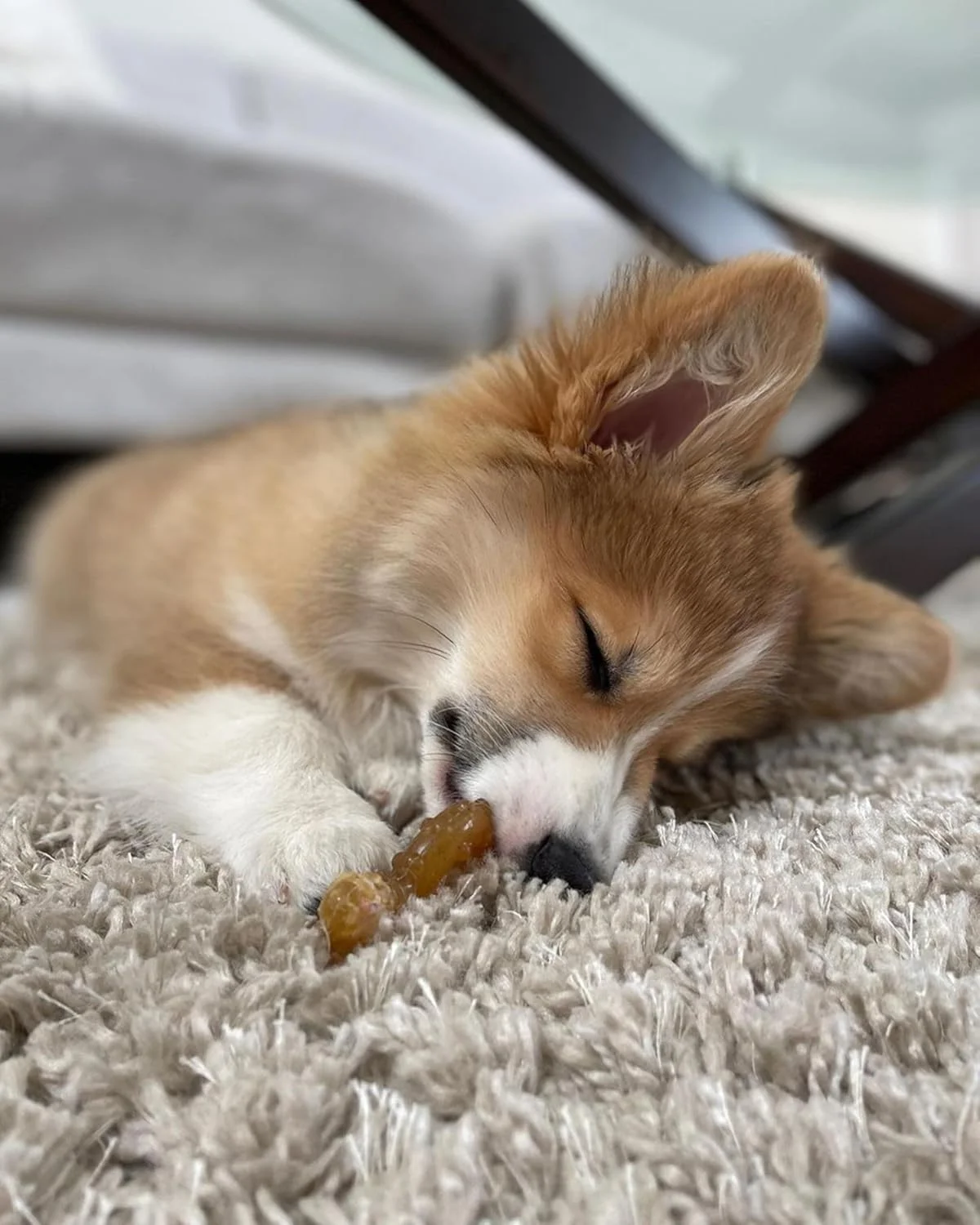 بسته دوتایی حلقه و اسباب بازی جویدنی سگ نایلبون با طعم مرغ، سایز متوسط/گرگ - مناسب تا وزن 15 کیلوگرم