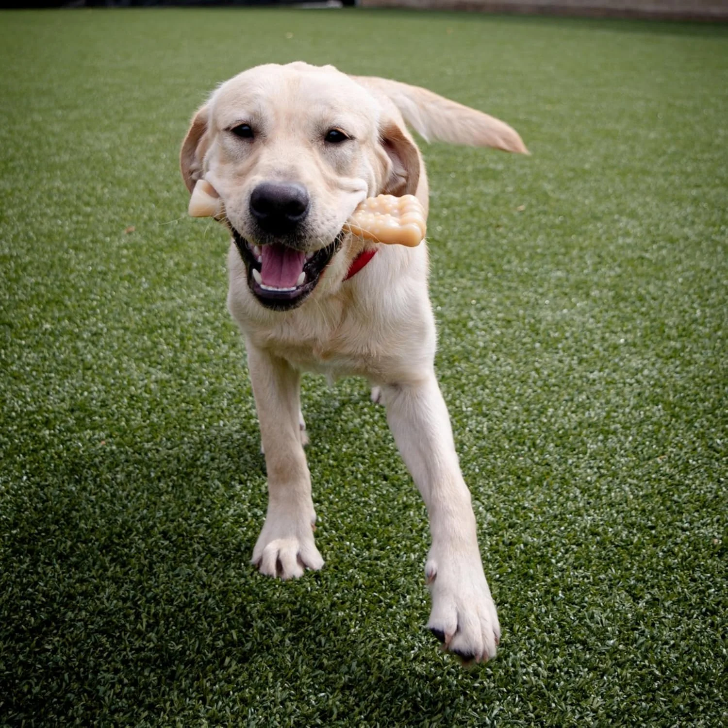 استخوان مفصلی بافت دار نیلابون پاور چیو - اسباب بازی سگ برای جویدن تهاجمی - اسباب بازی بادوام سگ برای سگ های بزرگ - اسباب بازی های جویدنی سگ بزرگ - طعم اصلی، خیلی بزرگ - بالای 50 پوند (1 عدد)