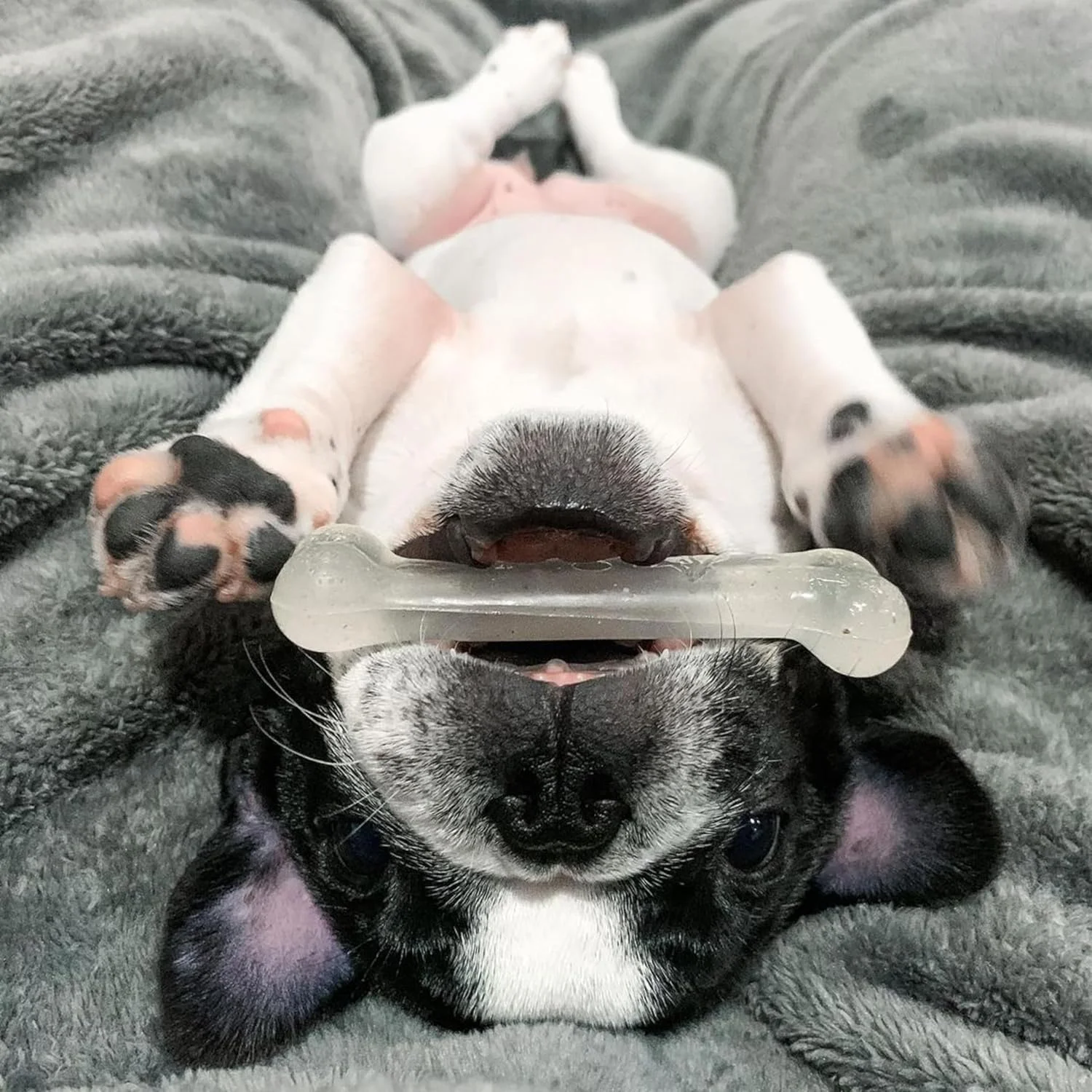 اسباب بازی های سگ نیلابون فلکسی چیو، بسته سه تایی با طعم مرغ و اورجینال، سایز کوچک/متوسط (3 عدد)