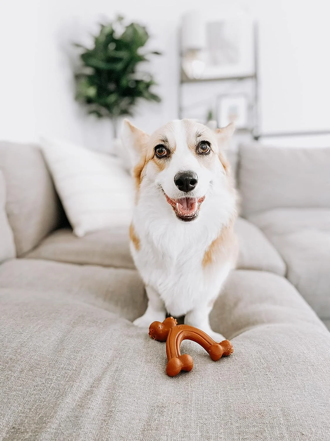 اسباب بازی جویدنی استخوان آرزو نایلابون ارگونومیک پاور چیو، مناسب برای سگ های کوچک تا وزن 11 کیلوگرم