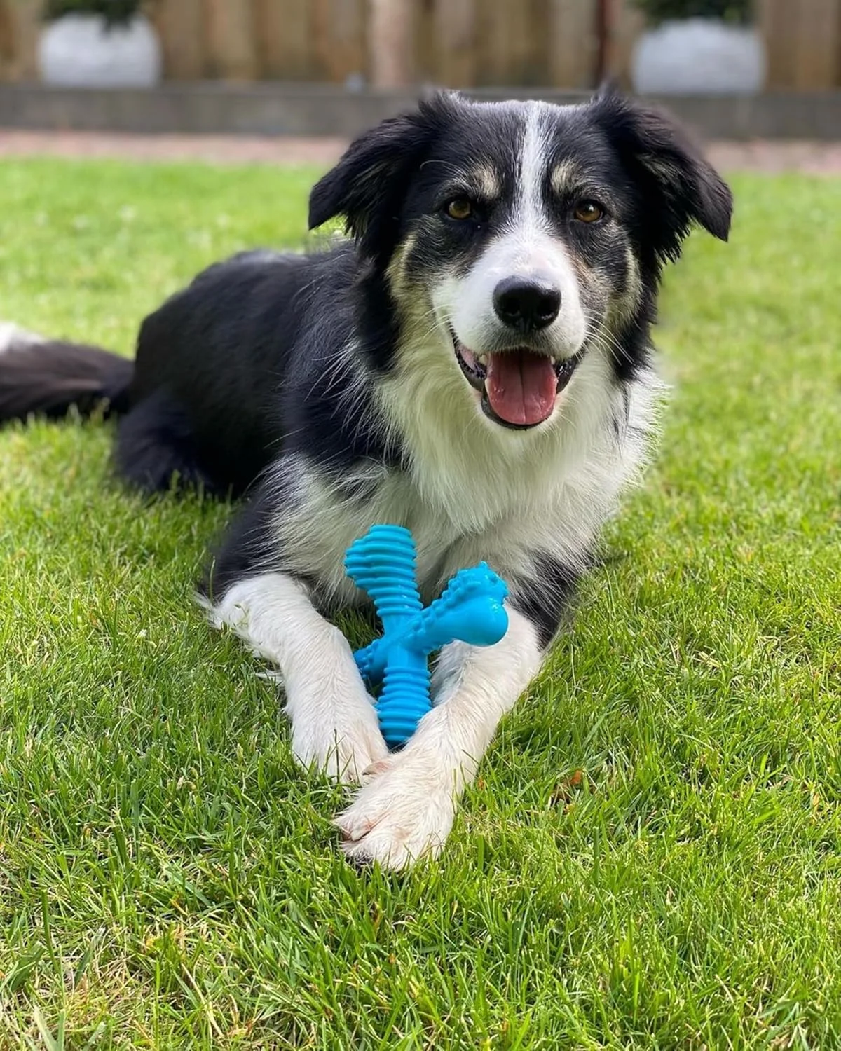 استخوان جویدنی سگ نایلابون Dura با طعم گوشت گاو، بزرگ