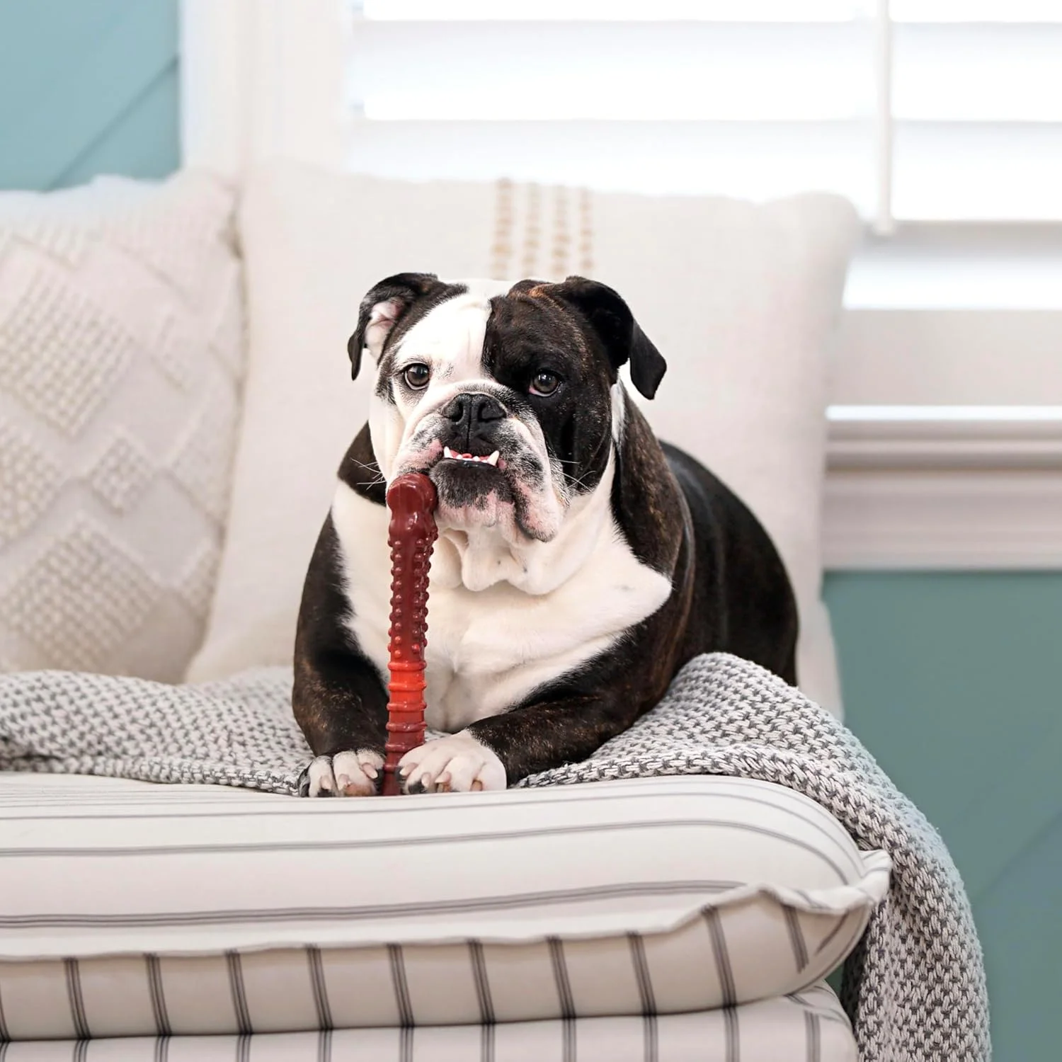 اسباب بازی جویدنی سگ نیلابون Flavor Frenzy Power با طعم بیف جرکی، سایز خیلی بزرگ/سوپر (1 عدد)