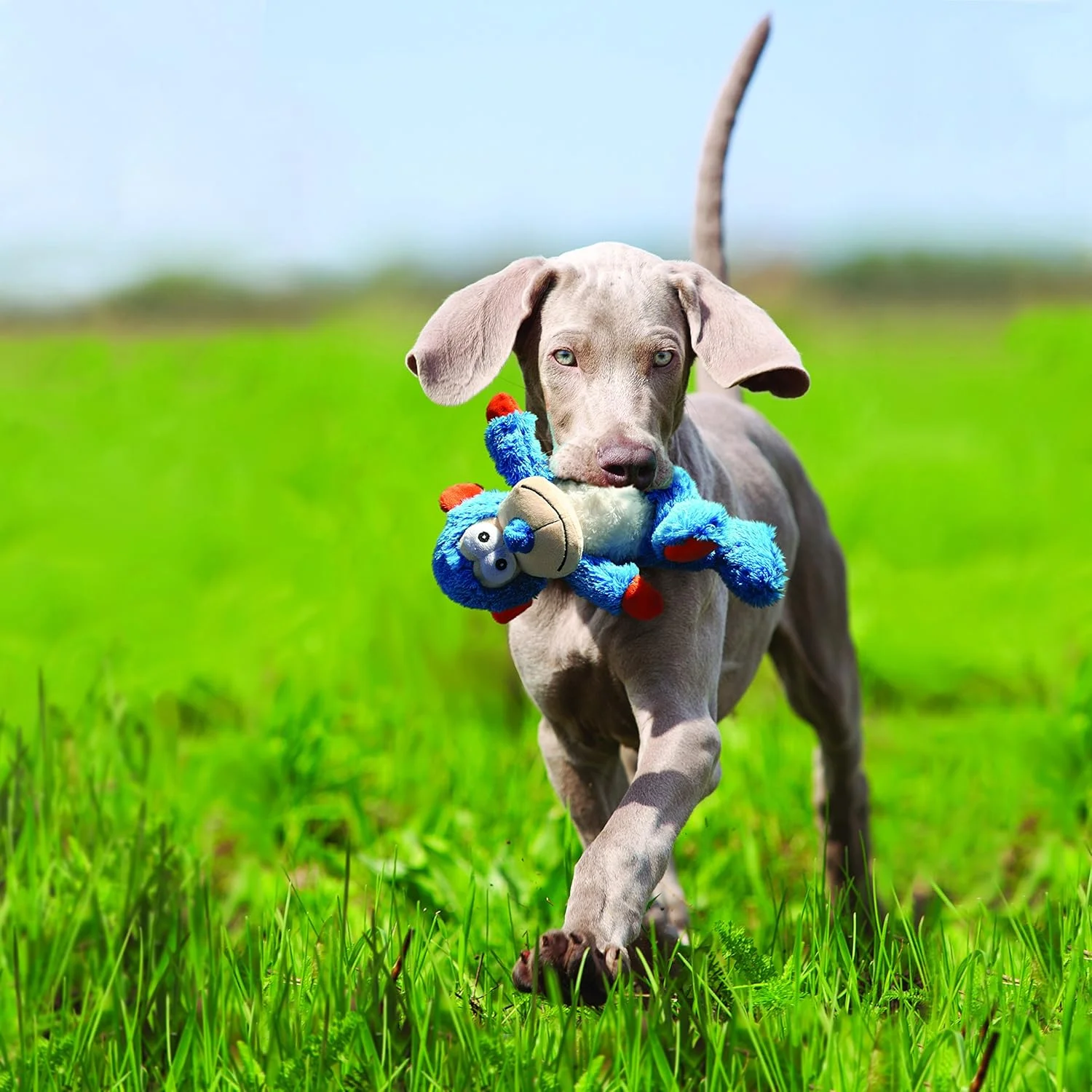 اسباب بازی سگ KONG | Cross Knots Monkey | طناب های گره دار داخلی و حداقل پرکننده برای کثیف کاری کمتر | برای سگ های کوچک و متوسط