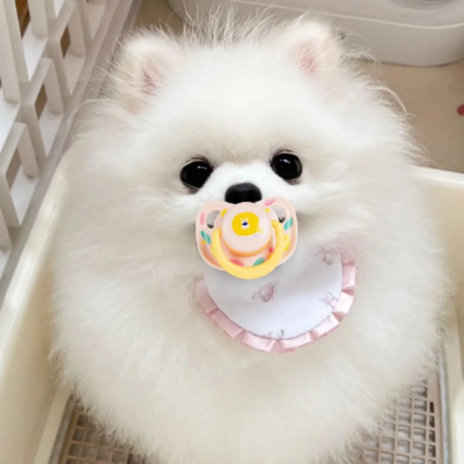 پستانک سیلیکونی سگ و گربه LUYAO، مدل جدید 2024، اسباب بازی جویدنی سگ و گربه، لوازم جانبی پستانک سیلیکونی برای سگ و گربه، 3 عدد