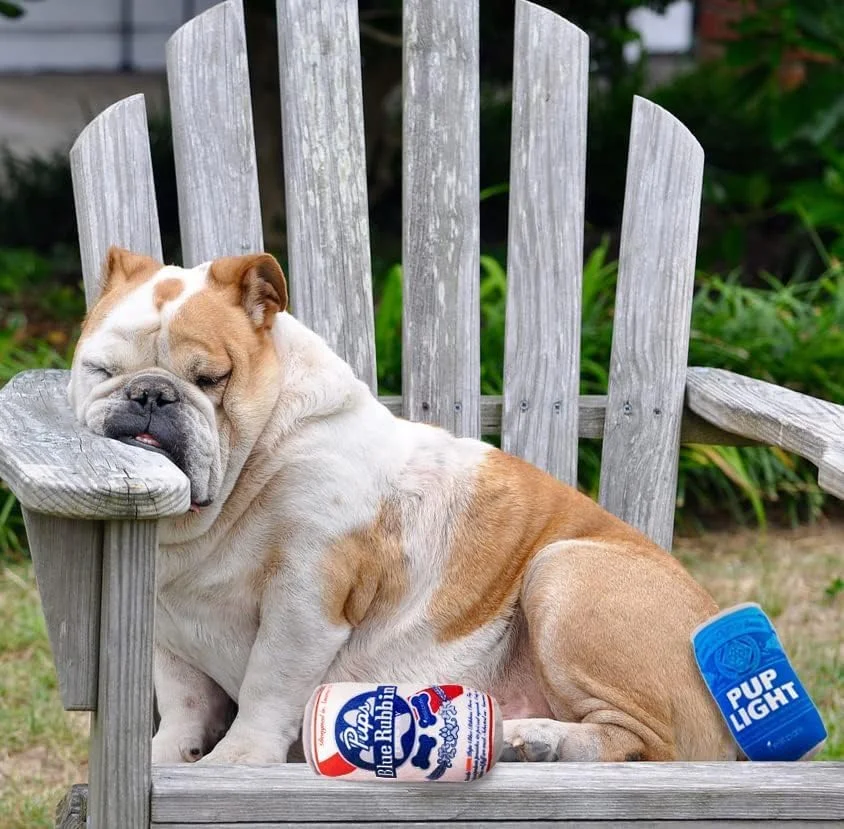 اسباب بازی های خنده دار سگ Pup Light و Pups Blue Rubbin - اسباب بازی های سگ طرح آبجو - اسباب بازی های سگ پولیشی صدادار برای سگ های متوسط، کوچک و بزرگ - هدایای زیبا برای تولد سگ - اسباب بازی های جالب و بامزه سگ (بسته 2 عددی) (مخلوط)