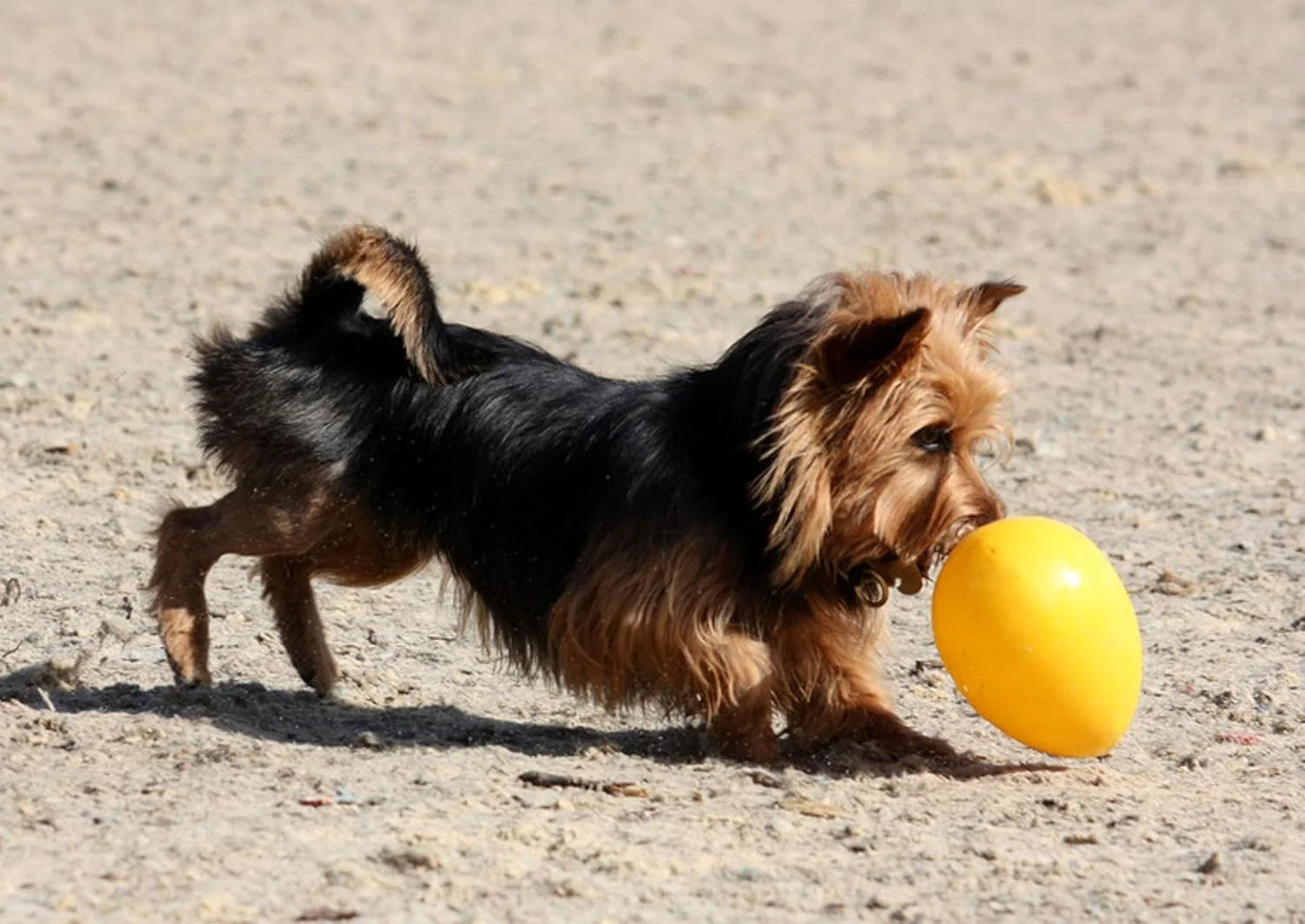 اسباب بازی تخم مرغی سگ جولی پتز، 8 اینچ/متوسط، زرد