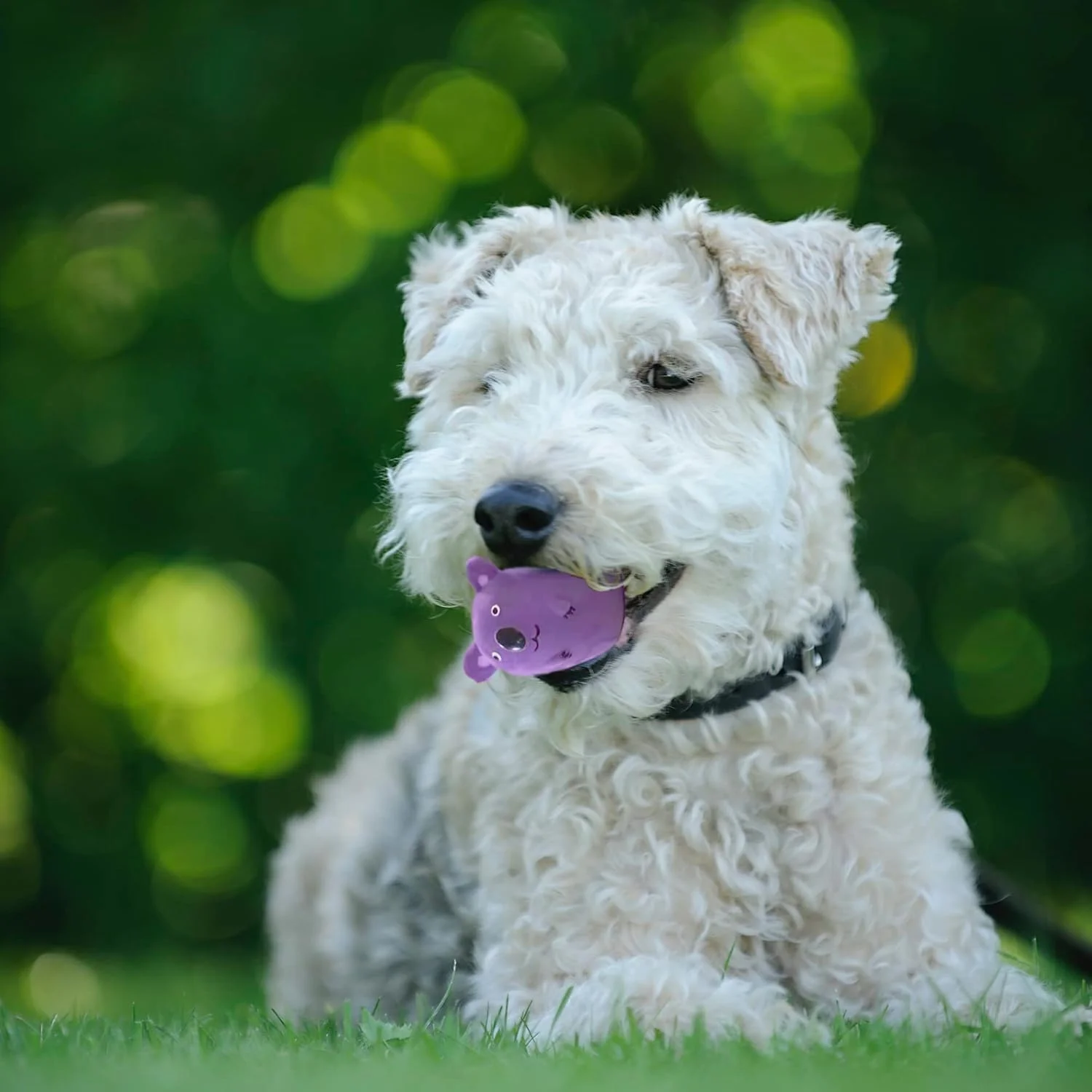 اسباب بازی سوت دار سگ لاتکسی کوچک 2.4 اینچی ژالوزی، اسباب بازی جویدنی توله سگ لاستیکی نرم، اسباب بازی سوت دار توپ بازی حیوانی برای توله سگ حیوانات خانگی کوچک و متوسط ​​(بسته 5 عددی حیوانات - کوچک)