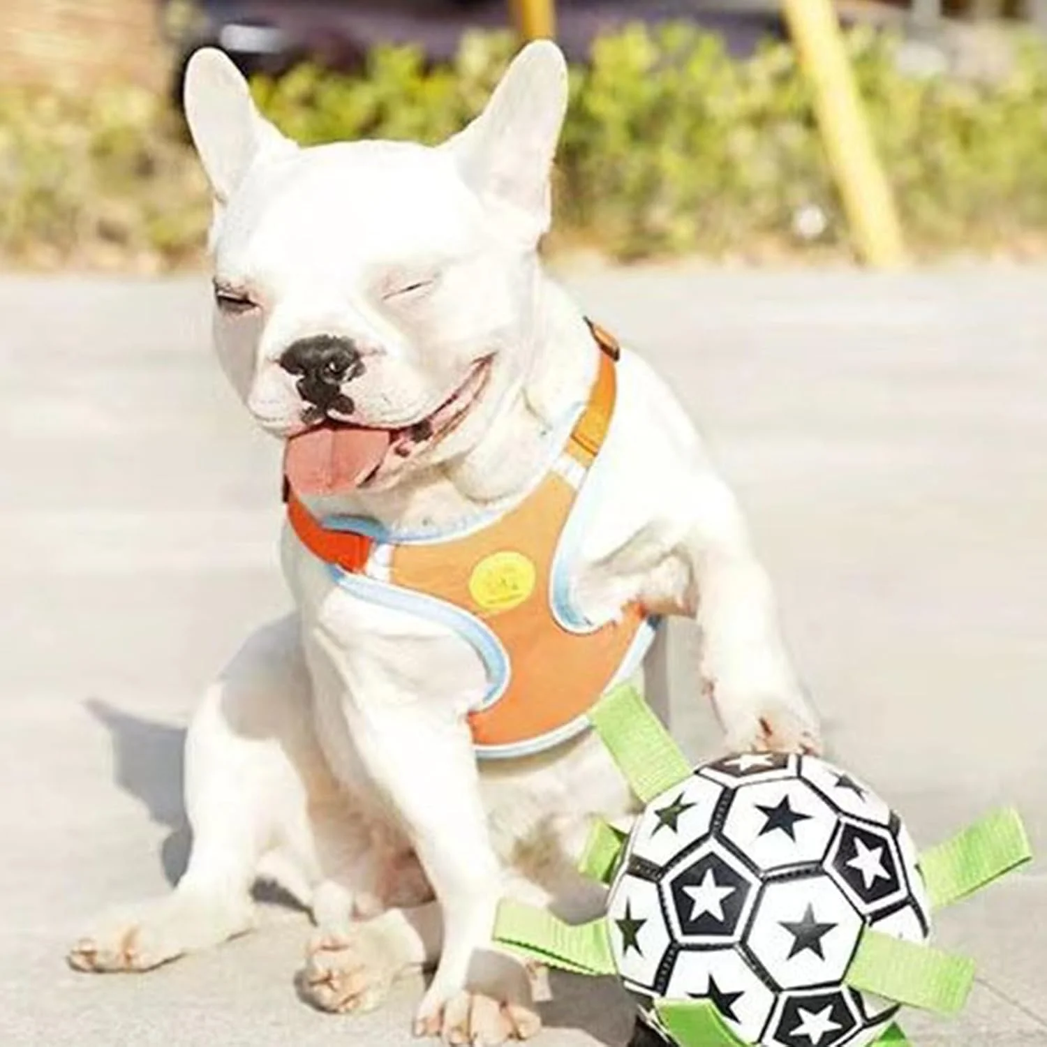 توپ فوتبال سگ | توپ گله داری برای سگ ها، پازل تعاملی جویدنی فوتبال برای بازی آب، حیاط بیرونی، پارک، استخر، توله سگ