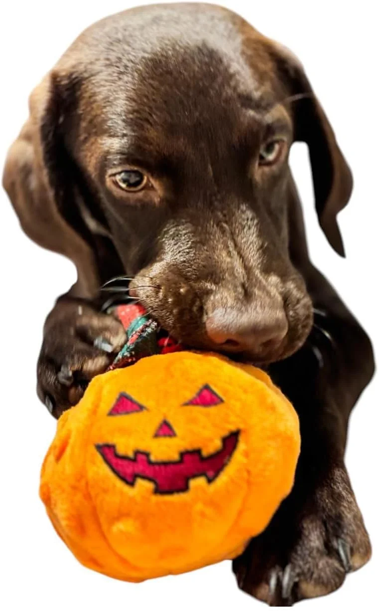 اسباب بازی سگ کدو تنبل هالووین، مناسب برای جویدن سگ های پرخاشگر، اسباب بازی های بادوام سگ، اسباب بازی های حیوانات عروسکی با مواد پنبه ای، اسباب بازی های جویدنی بادوام