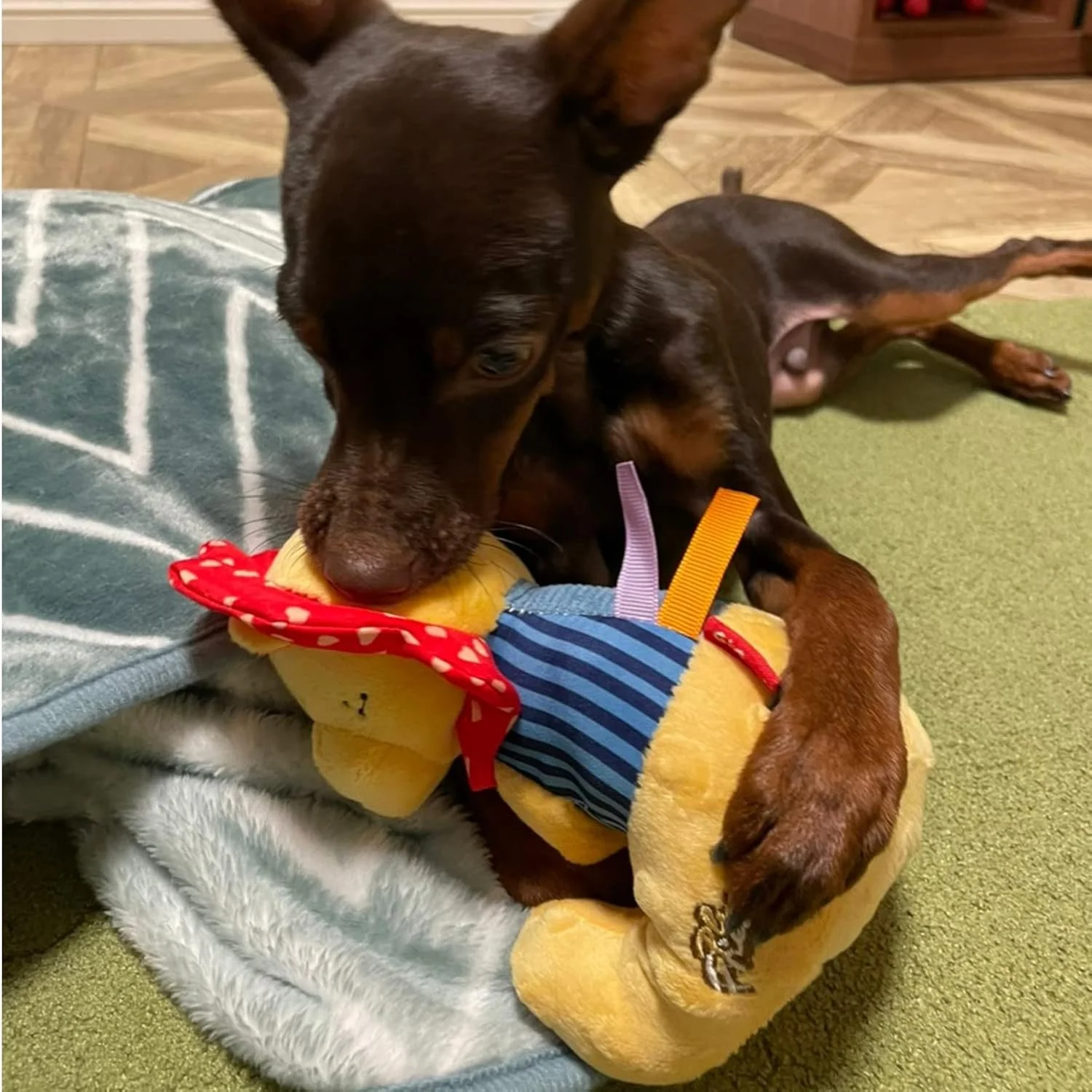 اسباب بازی سگ فیلی پولیشی گیگوی با صدای جیر جیر، صدای خش خش و حلقه TPS سایز M (8564)