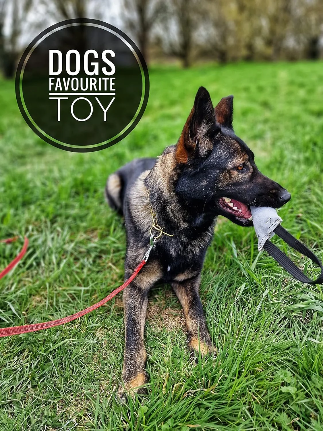 اسباب بازی طناب کشی چرمی آموزش سگ EQ K9 با کیفیت عالی، دارای 3 دسته، مناسب سگ های متوسط و بزرگ، بادوام، اسباب بازی های تعاملی سگ، تجهیزات چابکی سگ، مسابقات کرافتس، طناب کشی، IPO، شوتزوند و اطاعت