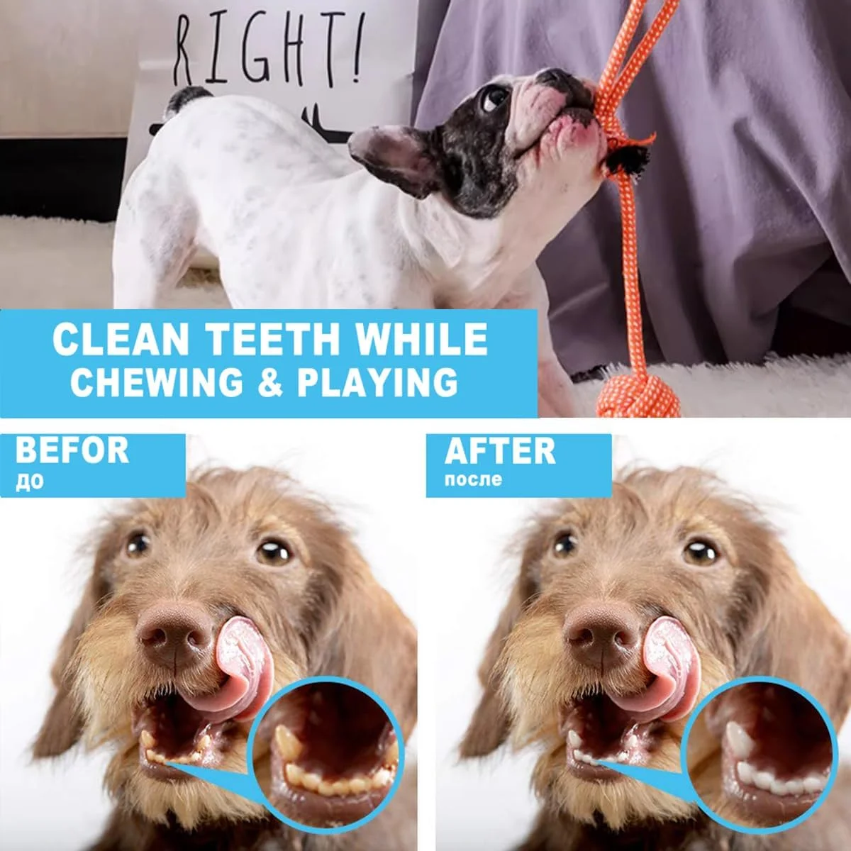 مجموعه 10 عددی اسباب بازی سگ ECVV برای جویدن تهاجمی، اسباب بازی های سگ جیرجیر کننده بامزه، اسباب بازی های طنابی بادوام برای سگ ها، توپ جایزه، اسباب بازی های جویدنی غیر سمی برای دندان درآوردن توله سگ