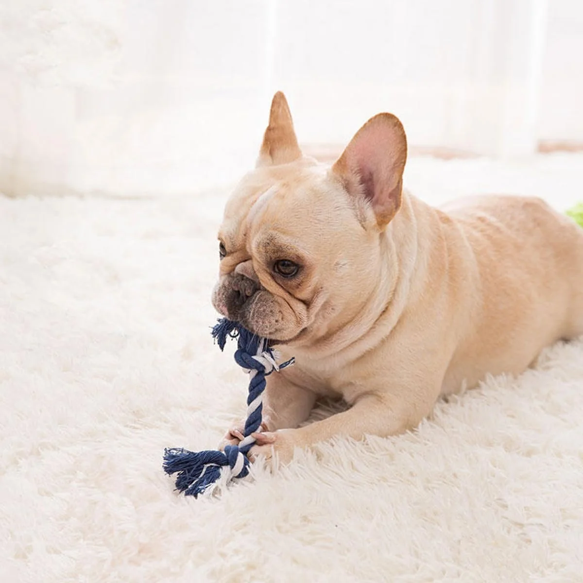 مجموعه هدیه 7 تکه اسباب بازی توله سگ ECVV برای دندان درآوردن سگ های کوچک، اسباب بازی های سگ جیر جیر دار زیبا، اسباب بازی های جویدنی تعاملی توله سگ، اسباب بازی های طنابی برای سگ ها، غیر سمی و ایمن