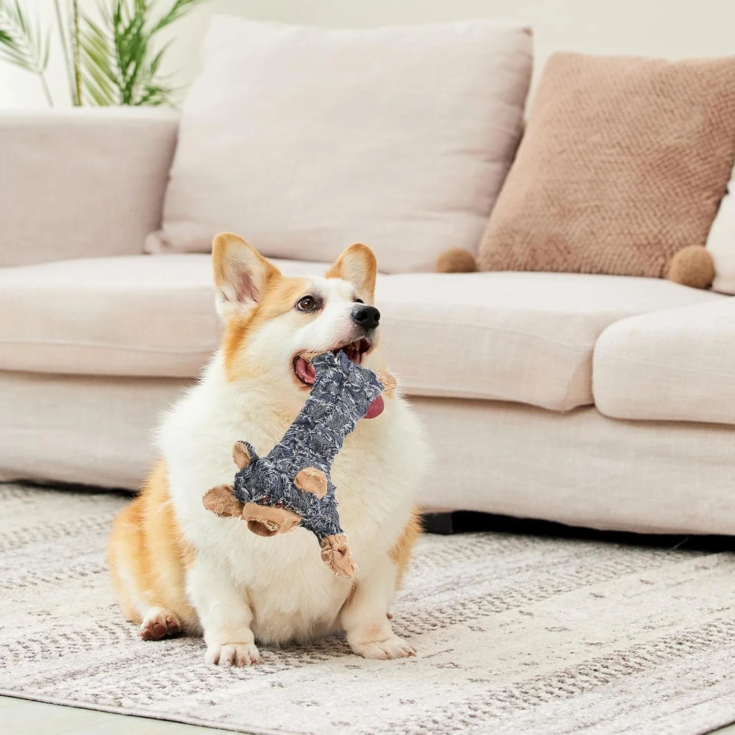 اسباب بازی سگ پولیشی، لوازم تعاملی حیوانات خانگی جیر جیر دار، اسباب بازی جویدنی توله سگ پولیشی حیوانی | برای همه نژادها کوچک متوسط بزرگ خانه باغ حیاط اتاق خواب قفس مسافرت روزانه آموزش قبل از خواب