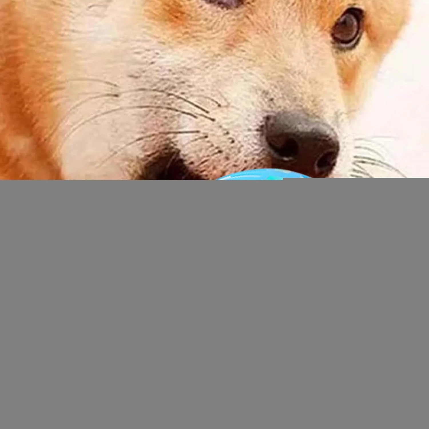 توپ تعاملی برای سگ ها | لوازم حیوانات خانگی شارژی USB با قابلیت لرزش | توپ غلتکی اتوماتیک برای سگ ها، برای تحریک، غنی سازی، ورزش و بازی بچه گربه، توله سگ، جویدن تهاجمی در محیط داخلی