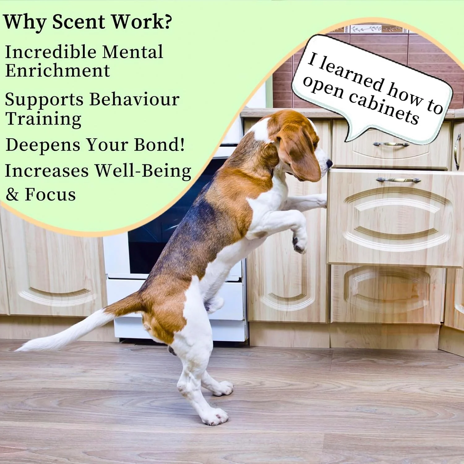 کیت آموزش بویایی سگ، بازی های فکری سگ، اسباب بازی های قایم موشک سگ، بازی های سگ - کار بینی سرگرم کننده برای سگ ها، اسباب بازی های بویایی و جستجوی سگ، کیت کار بینی سگ، کیت کار بویایی برای همه سنین سگ (سبز) کیت آموزش بویایی سگ، بازی های فکری سگ، اسباب بازی های قایم موشک سگ، بازی های سگ - کار بینی سرگرم کننده برای سگ ها، اسباب بازی های بویایی و جستجوی سگ، کیت کار بینی سگ، کیت کار بویایی برای همه سنین سگ (سبز)