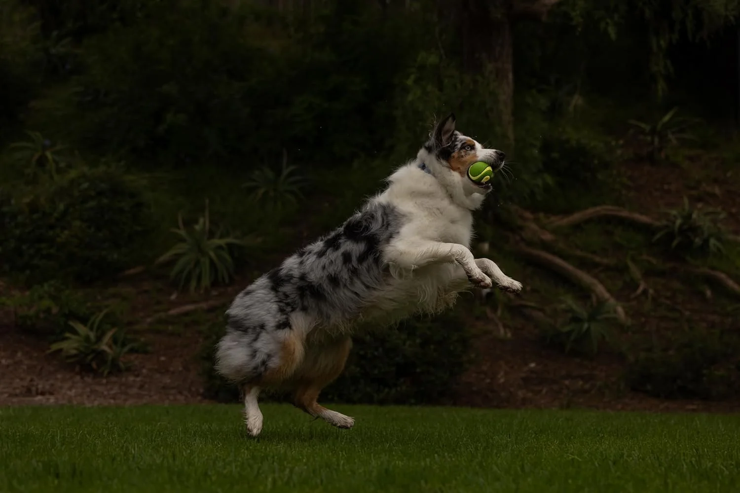 توپ سگ چاک ایت! مکس گلو الترا با صدای جیر جیر، توپ بادوام لاستیکی شناور با پرش بالا، توپ اسباب بازی سگ قابل شارژ شب تاب، 1 عدد، متوسط توپ سگ چاک ایت! مکس گلو الترا با صدای جیر جیر، توپ بادوام لاستیکی شناور با پرش بالا، توپ اسباب بازی سگ قابل شارژ شب تاب، 1 عدد، متوسط