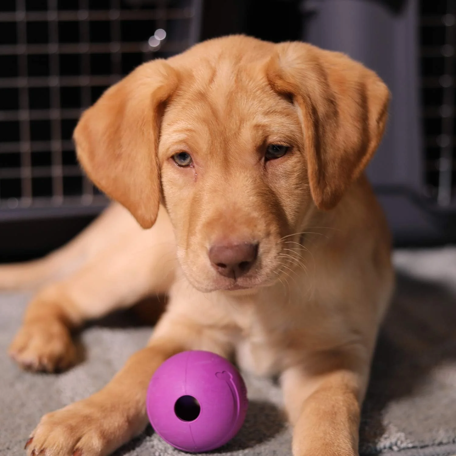 توپ های بازی سگ Chew King مناسب برای تمامی نژادها