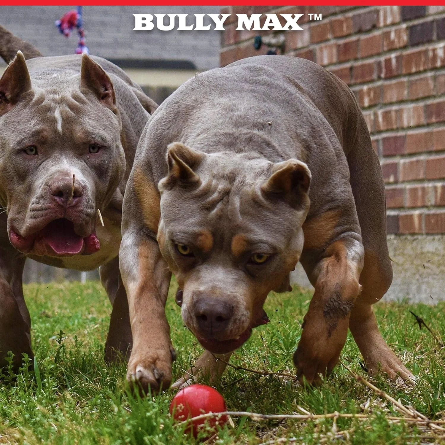 اسباب بازی جویدنی سگ Bully Max با ماندگاری طولانی برای سگ های جویدنی تهاجمی، سگ های بزرگ و توله سگ ها. اسباب بازی های پیت بول برای دوام ساخته شده اند. دندان های سگ شما را تمیز می کند و سلامت روانی را بهبود می بخشد.