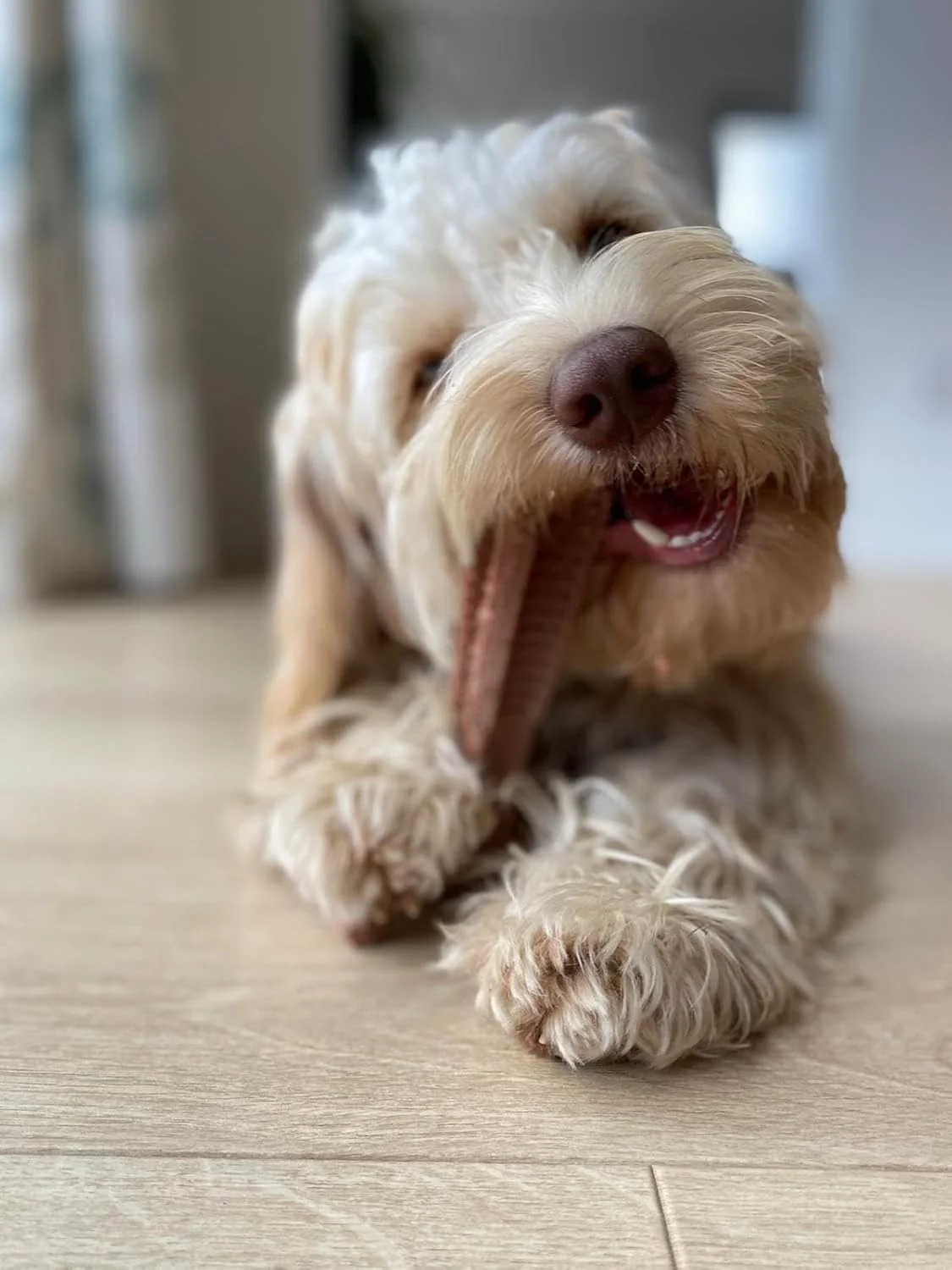 اسباب بازی جویدنی سگ بامبoodles مدل T-Bone - سایز متوسط | طعم کره بادام زمینی | چوب جویدنی طبیعی بادوام برای سگ های متوسط | اسباب بازی جویدنی بادوام و ایمن برای لذت جویدن روزانه اسباب بازی جویدنی سگ بامبoodles مدل T-Bone - سایز متوسط | طعم کره بادام زمینی | چوب جویدنی طبیعی بادوام برای سگ های متوسط | اسباب بازی جویدنی بادوام و ایمن برای لذت جویدن روزانه