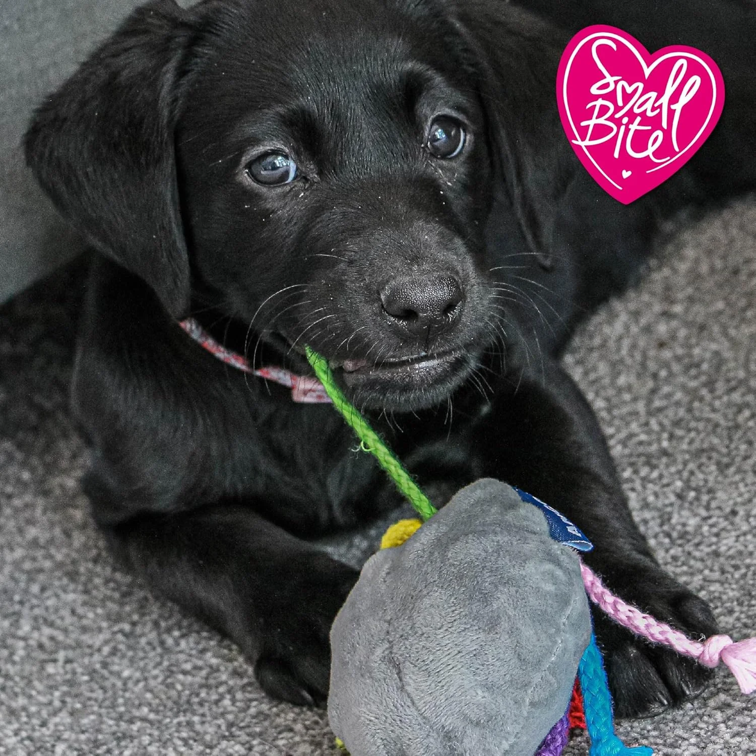 اسباب بازی اختاپوس سگ Ancol Small Bite Puppy Toy اسباب بازی اختاپوس سگ Ancol Small Bite Puppy Toy