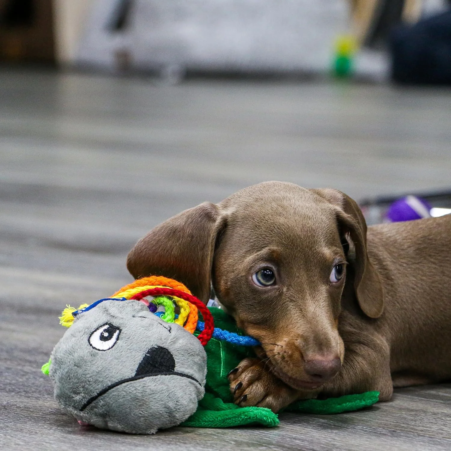 اسباب بازی اختاپوس سگ Ancol Small Bite Puppy Toy اسباب بازی اختاپوس سگ Ancol Small Bite Puppy Toy