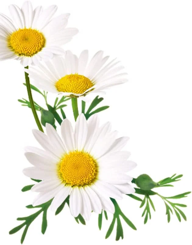 شامپو روشن کننده رنگ موی بلوند گول 250 میلی لیتر شامپو روشن کننده رنگ موی بلوند گول 250 میلی لیتر