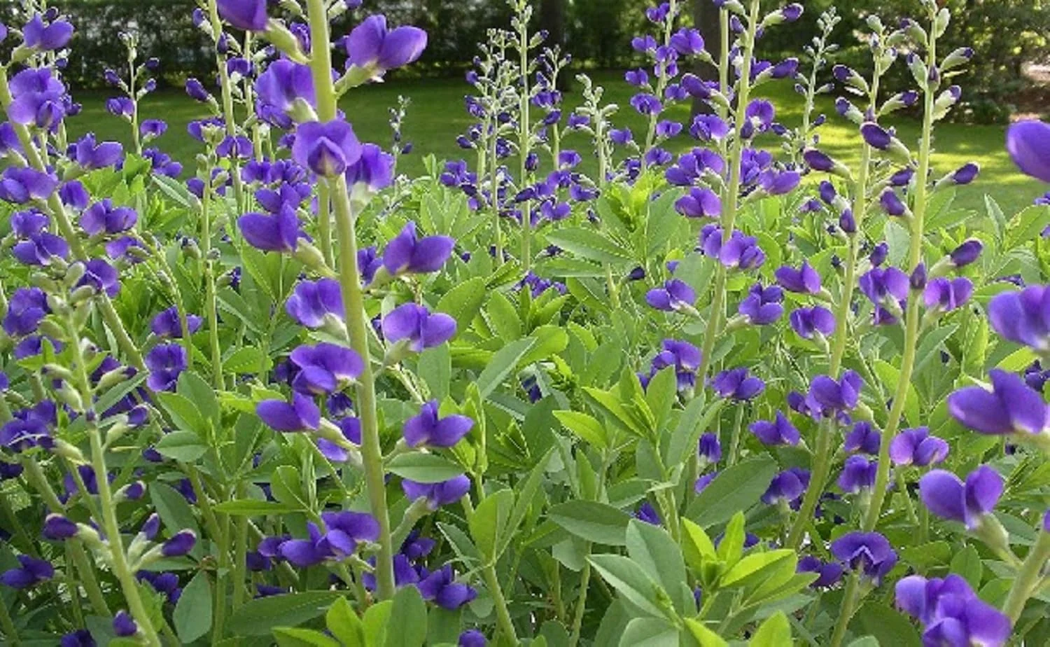 پودر نیلی گیاهی مالوانیا (پودر ایندیگوفراتینکتوریا) برای مو (227 گرم) (فقط برای استعمال خارجی) (227 عدد (بسته 1 عددی)) پودر نیلی گیاهی مالوانیا (پودر ایندیگوفراتینکتوریا) برای مو (227 گرم) (فقط برای استعمال خارجی) (227 عدد (بسته 1 عددی))