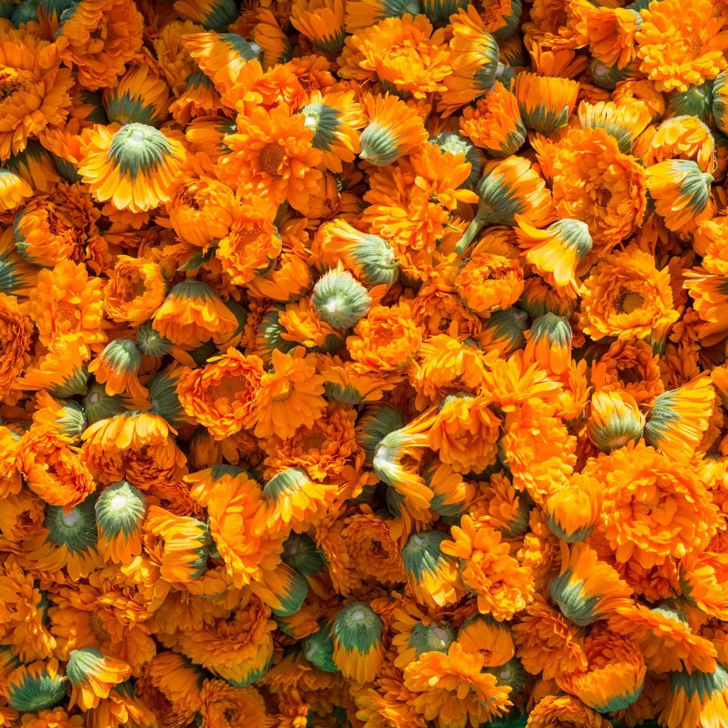 خمیر دندان کالاندولا Weleda، ۷۵ میلی لیتر