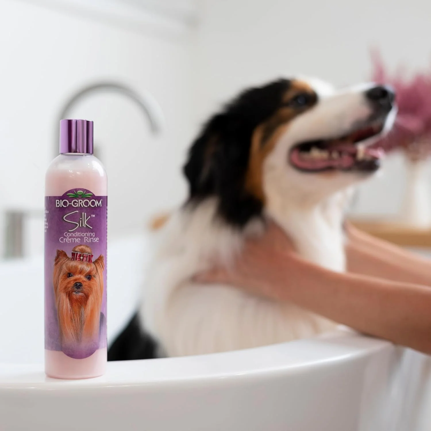 شامپو سوپر وایت بایو-گروم و نرم کننده کرم ابریشمی - لوازم حمام سگ، شامپو توله سگ، نرم کننده توله سگ، لوازم آرایش سگ و گربه برای پوست های حساس - 355 میلی لیتر، 1 بسته شامپو سوپر وایت بایو-گروم و نرم کننده کرم ابریشمی - لوازم حمام سگ، شامپو توله سگ، نرم کننده توله سگ، لوازم آرایش سگ و گربه برای پوست های حساس - 355 میلی لیتر، 1 بسته