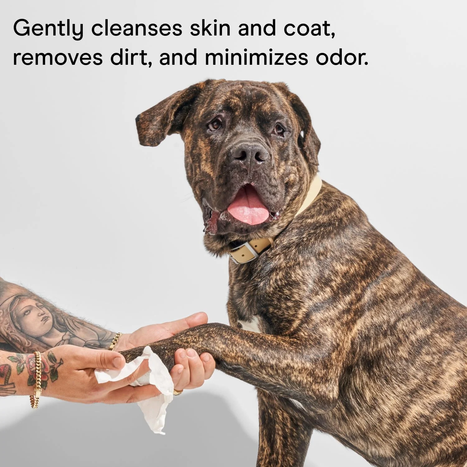 دستمال مرطوب سگ با رایحه اکالیپتوس Wild One، بدون تست حیوانی، درب چسبی، 70 عدد در هر بسته، 210 عدد