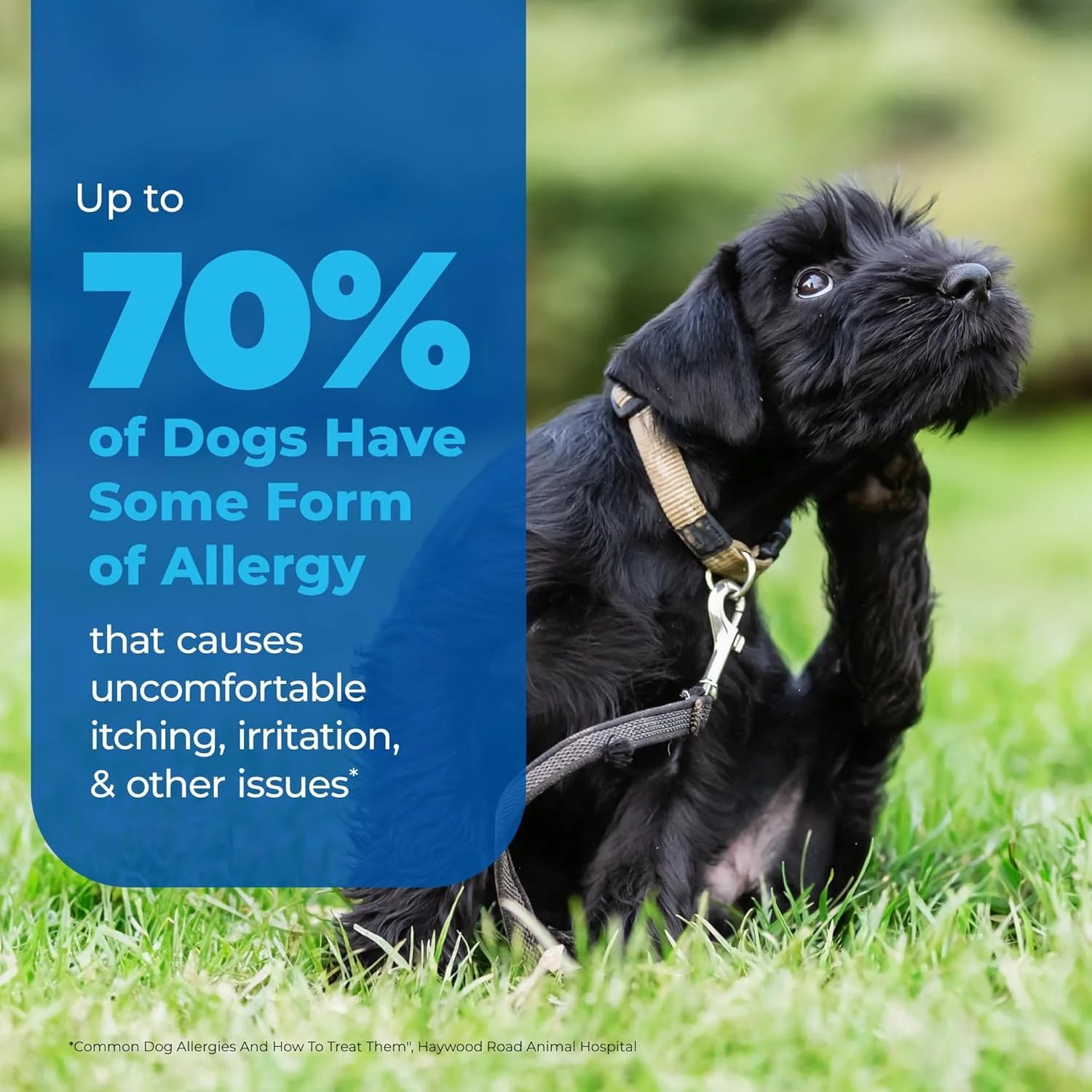 شامپو دارویی ضد خارش و ضد حساسیت سگ Dermabliss Labs Vetnique برای آلرژی و خارش با 1% پراموکسین HCL، روغن دانه گلرنگ و عصاره جو دوسر برای سگ ها و گربه ها 473 میلی لیتر