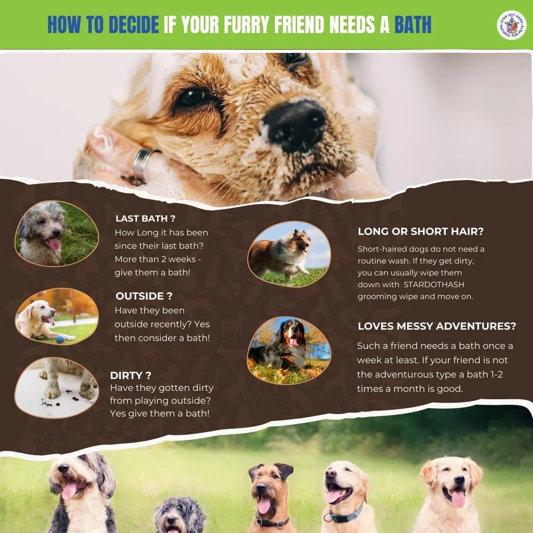 شامپو سفید کننده سگ و گربه استار دات هش 120 میلی لیتر مناسب برای تمامی نژادها شامپو سفید کننده سگ و گربه استار دات هش 120 میلی لیتر مناسب برای تمامی نژادها