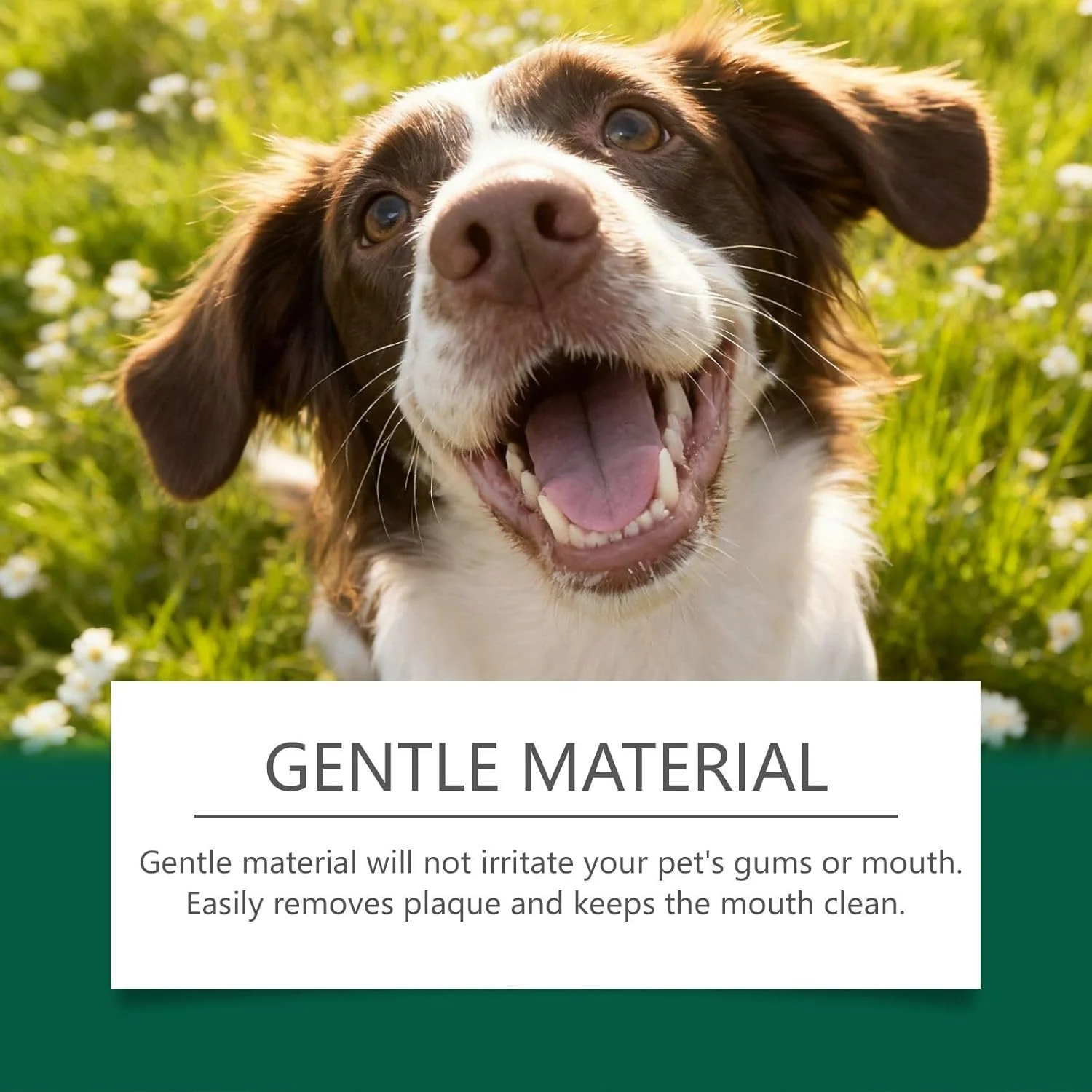 دستمال مرطوب انگشتی تمیز کننده دندان حیوانات خانگی برای سگ | 50 عدد مسواک انگشتی گربه، از بین برنده بوی بد دهان برای لوازم جانبی شستشوی پنجه، بهداشت دهان و دندان توله سگ، مناسب منزل، فضای باز و حمام دستمال مرطوب انگشتی تمیز کننده دندان حیوانات خانگی برای سگ | 50 عدد مسواک انگشتی گربه، از بین برنده بوی بد دهان برای لوازم جانبی شستشوی پنجه، بهداشت دهان و دندان توله سگ، مناسب منزل، فضای باز و حمام