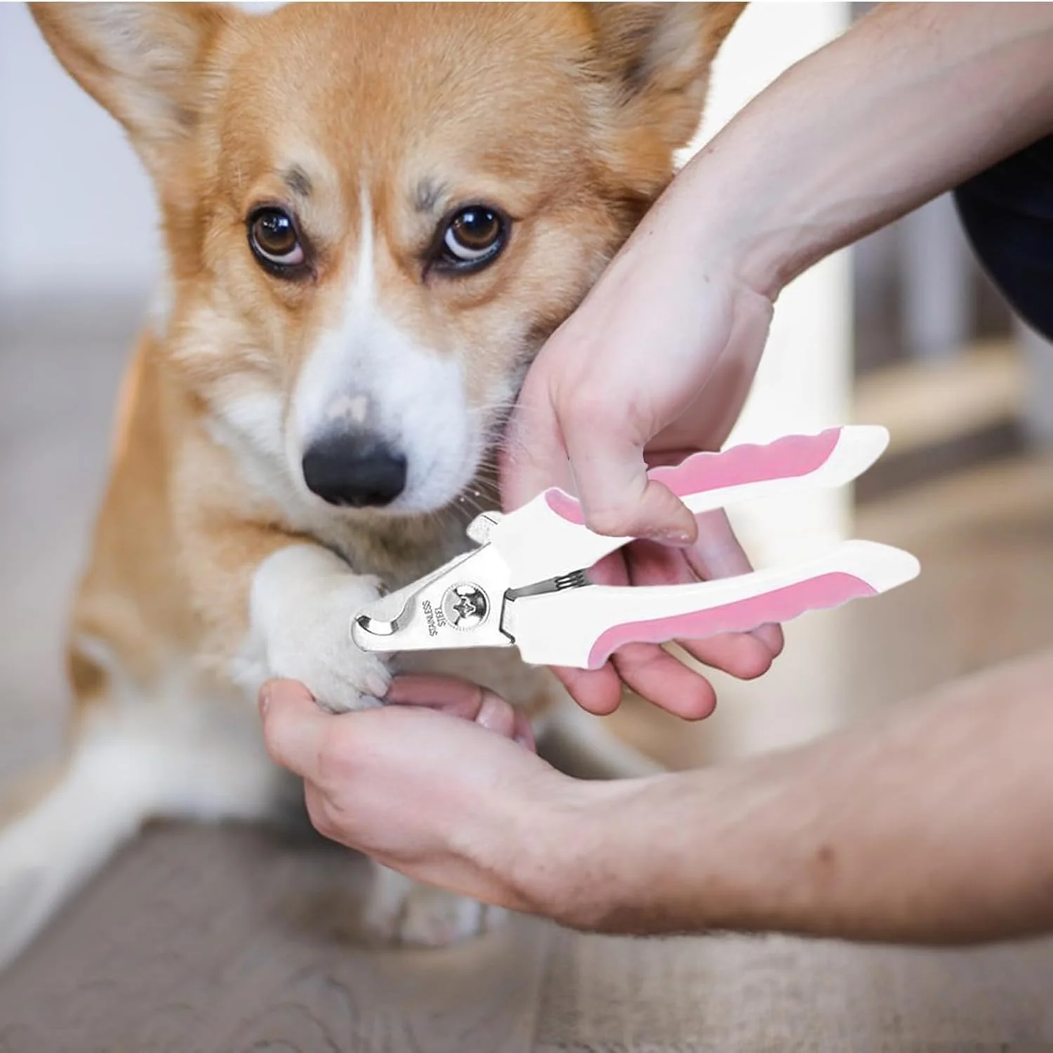 ست نظافت سگ | ابزار نظافت بچه گربه - برس موی گربه به همراه مسواک انگشتی | برای نظافت، حمام و شستشوی حیوانات خانگی، خرگوش، بچه گربه و توله سگ ست نظافت سگ | ابزار نظافت بچه گربه - برس موی گربه به همراه مسواک انگشتی | برای نظافت، حمام و شستشوی حیوانات خانگی، خرگوش، بچه گربه و توله سگ