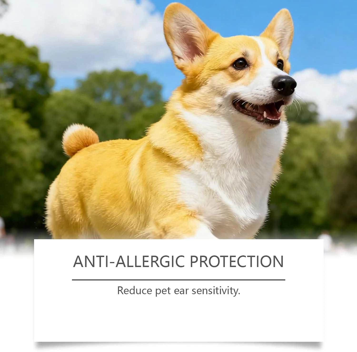 قطره گوش سگ | 30 میلی لیتر لوازم جانبی حیوانات خانگی طبیعی - پاک کننده گوش توله سگ، برای نظافت و بهداشت توله سگ، بچه گربه، مناسب خانه، داخل و خارج از منزل، مسافرت، حمام و شستشو قطره گوش سگ | 30 میلی لیتر لوازم جانبی حیوانات خانگی طبیعی - پاک کننده گوش توله سگ، برای نظافت و بهداشت توله سگ، بچه گربه، مناسب خانه، داخل و خارج از منزل، مسافرت، حمام و شستشو