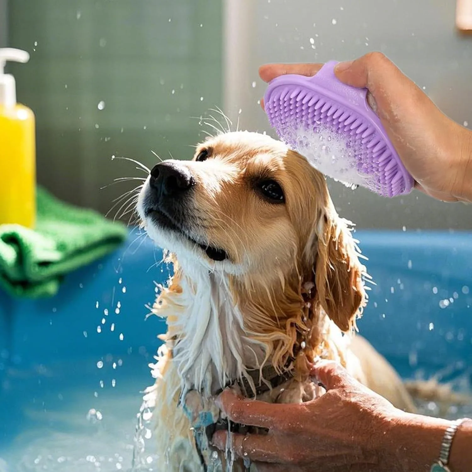 برس شامپو سگ، ابزار شانه ماساژ ارگونومیک | برس نرم سگ برای حمام - برای گربه ها، توله سگ ها، راسوها، اسب ها، خرگوش ها، خوکچه های هندی، داخل و خارج از خانه برس شامپو سگ، ابزار شانه ماساژ ارگونومیک | برس نرم سگ برای حمام - برای گربه ها، توله سگ ها، راسوها، اسب ها، خرگوش ها، خوکچه های هندی، داخل و خارج از خانه