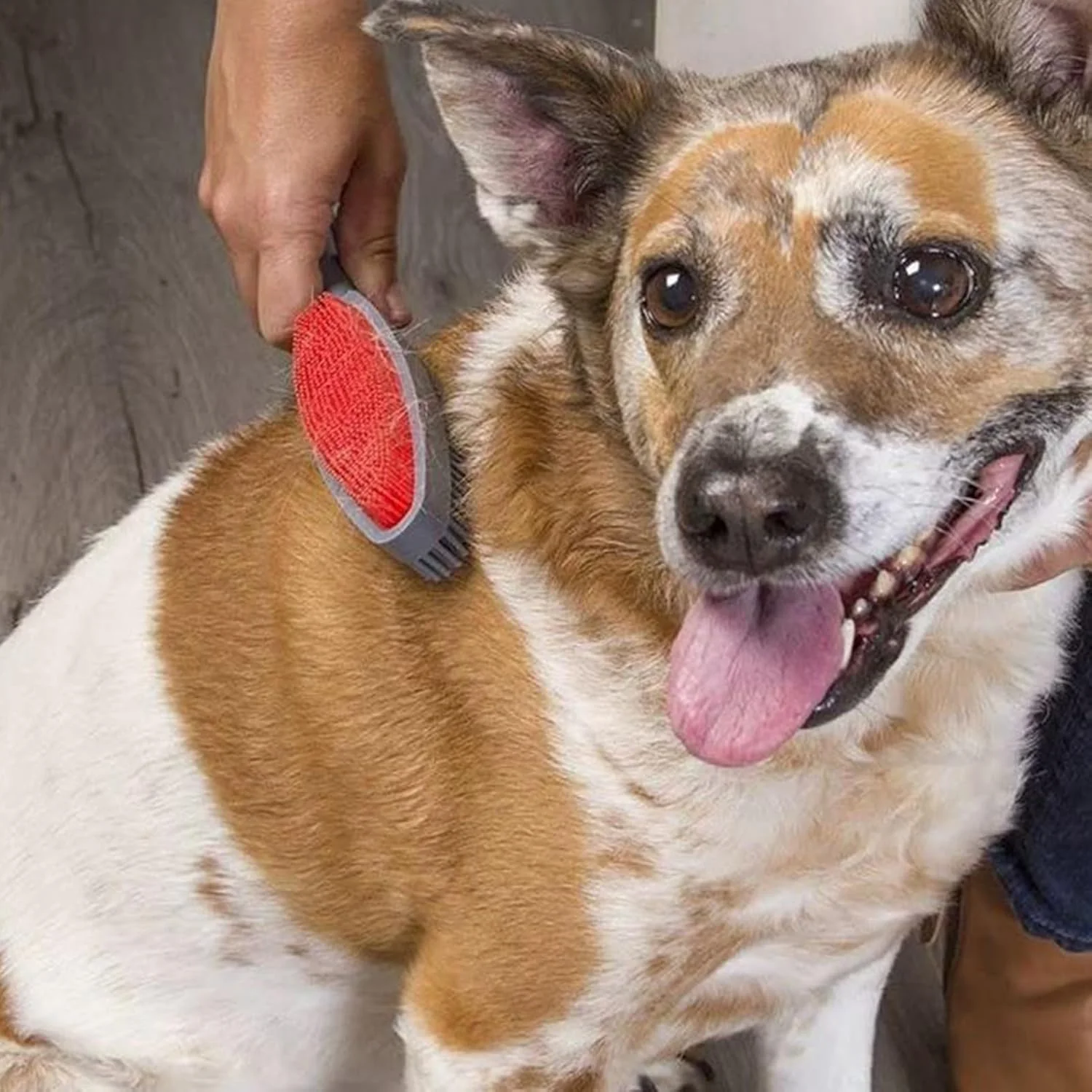 برس گربه، ابزار دو طرفه | برس مو سگ - برای تمیز کردن خرگوش، بچه گربه، توله سگ و از بین بردن ریزش مو در حمام برس گربه، ابزار دو طرفه | برس مو سگ - برای تمیز کردن خرگوش، بچه گربه، توله سگ و از بین بردن ریزش مو در حمام