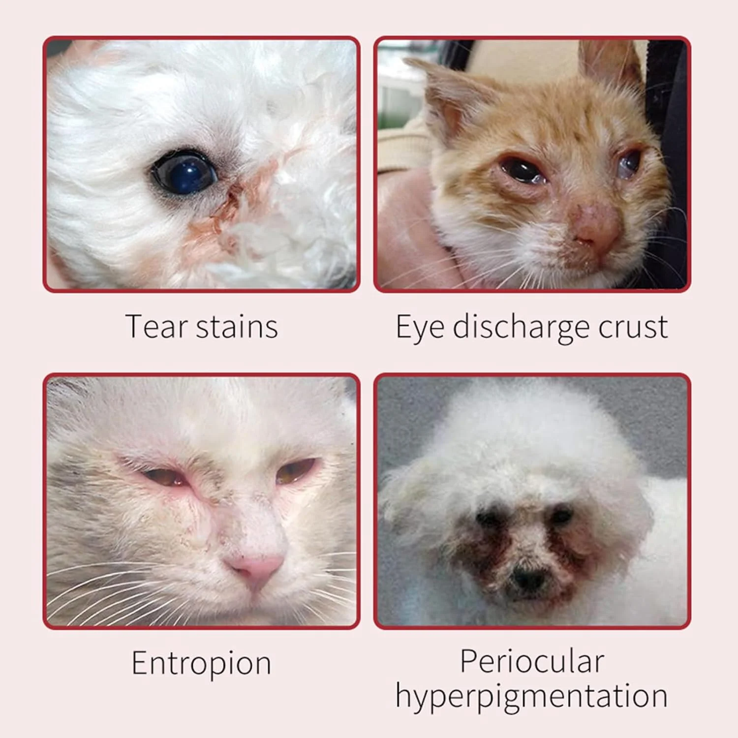 بالم پیشگیری از لک اشک حیوانات خانگی، 30 گرم پد پاک کننده چشم سگ - کرم پاک کننده چشم برای سگ ها و گربه ها، مراقبت از چشم، پاک کننده ملایم، احیا کننده درخشش چشم ها بالم پیشگیری از لک اشک حیوانات خانگی، 30 گرم پد پاک کننده چشم سگ - کرم پاک کننده چشم برای سگ ها و گربه ها، مراقبت از چشم، پاک کننده ملایم، احیا کننده درخشش چشم ها