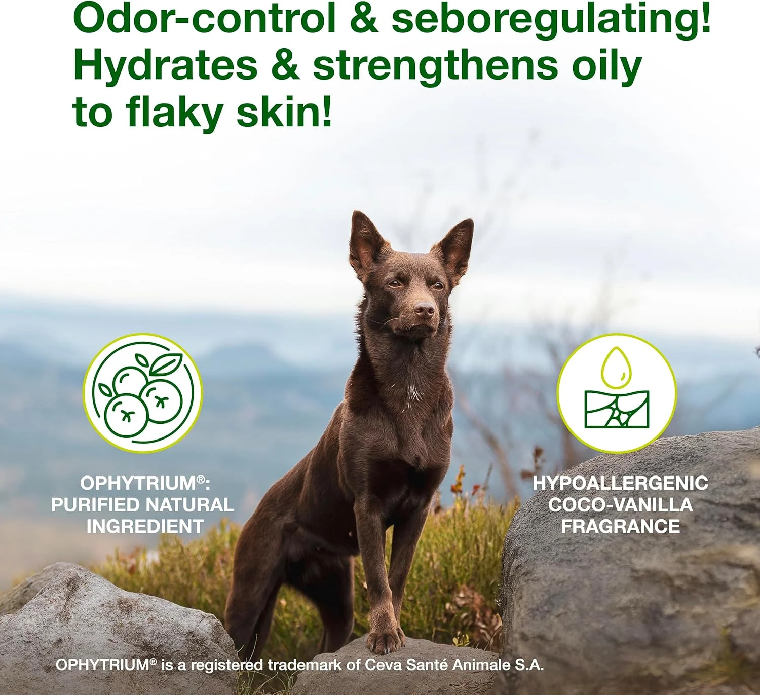 شامپو Douxo S3 SEB حجم 500 میلی لیتر - تسکین دهنده سبوره در سگ ها و گربه ها (کمک به پوست چرب تا پوسته پوسته)