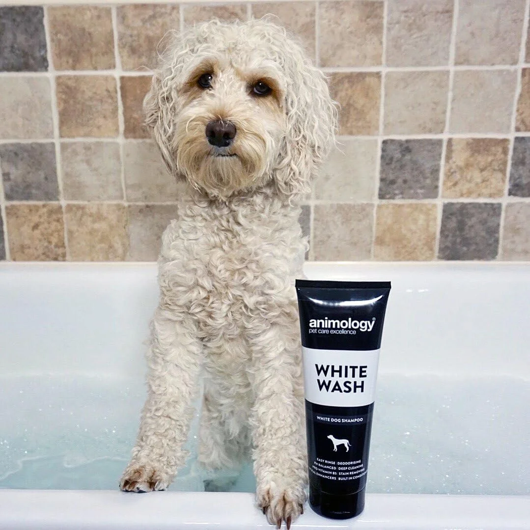 شامپو سگ Animology White Wash، بسته دوتایی، 250 میلی لیتر شامپو سگ Animology White Wash، بسته دوتایی، 250 میلی لیتر
