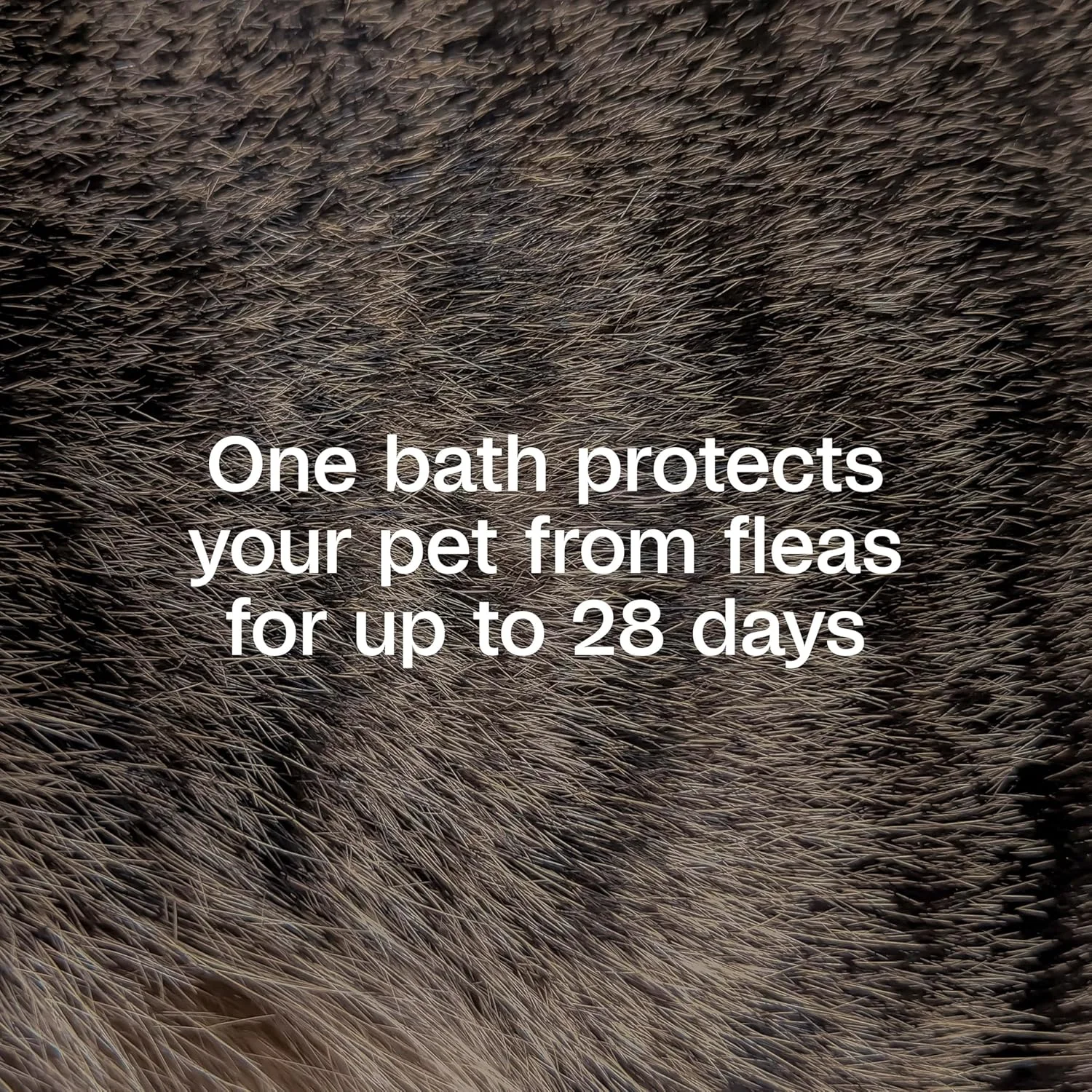 شامپو ضد کک و کنه Adams Plus با Precor برای گربه ها، بچه گربه ها، سگ ها و توله سگ های بالای 12 هفته، درمان کک پوست حساس | از بین برنده کک های بالغ، تخم کک، کنه و شپش | 12 اونس