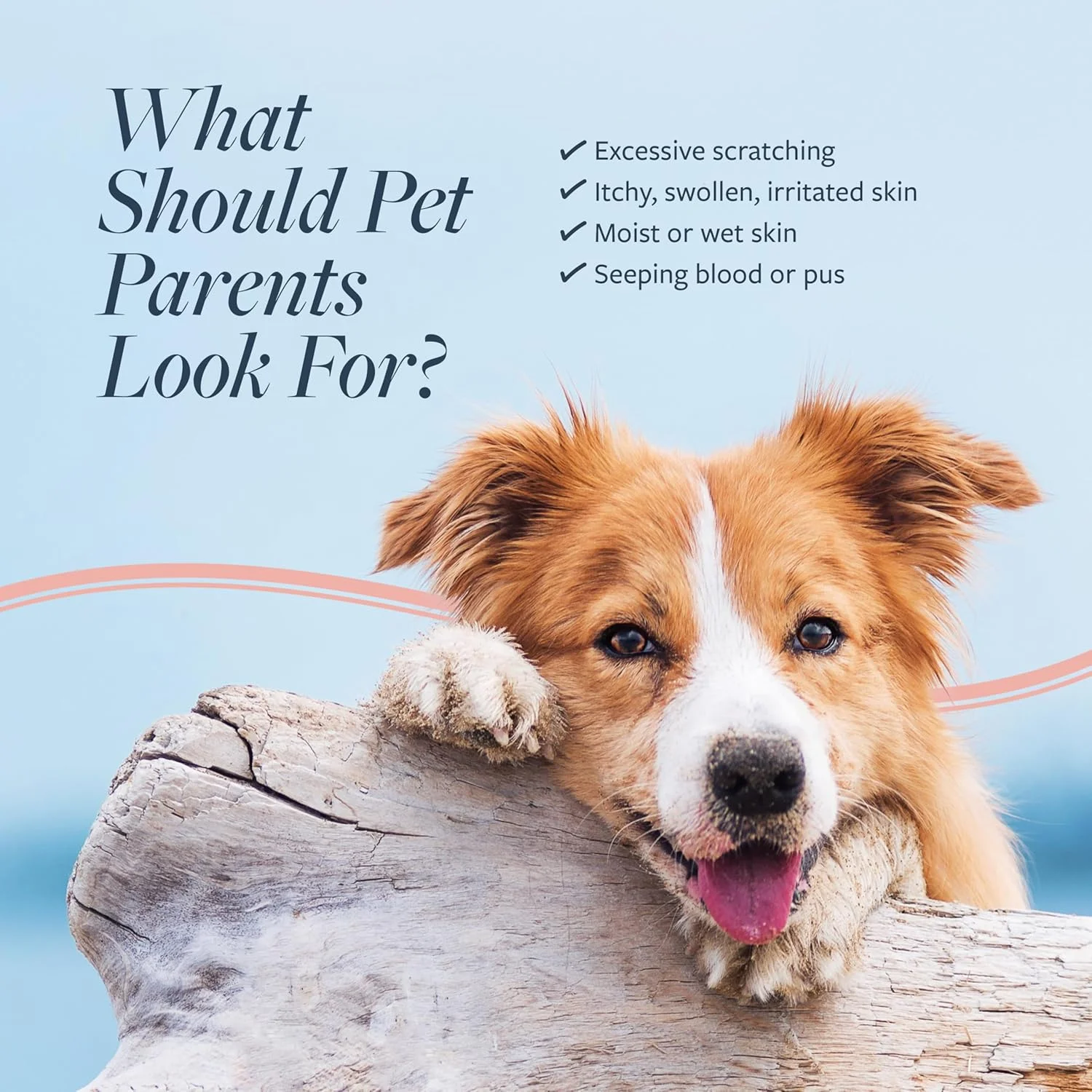 نرم کننده دارویی سگ و گربه برای رفع نقاط داغ و خارش، Veterinary Formula Clinical Care، ۴۷۳ میلی لیتر - حاوی جو دوسر برای نرمی پوست و درخشندگی مو، فرموله شده برای کمک به کاهش خارش پوست