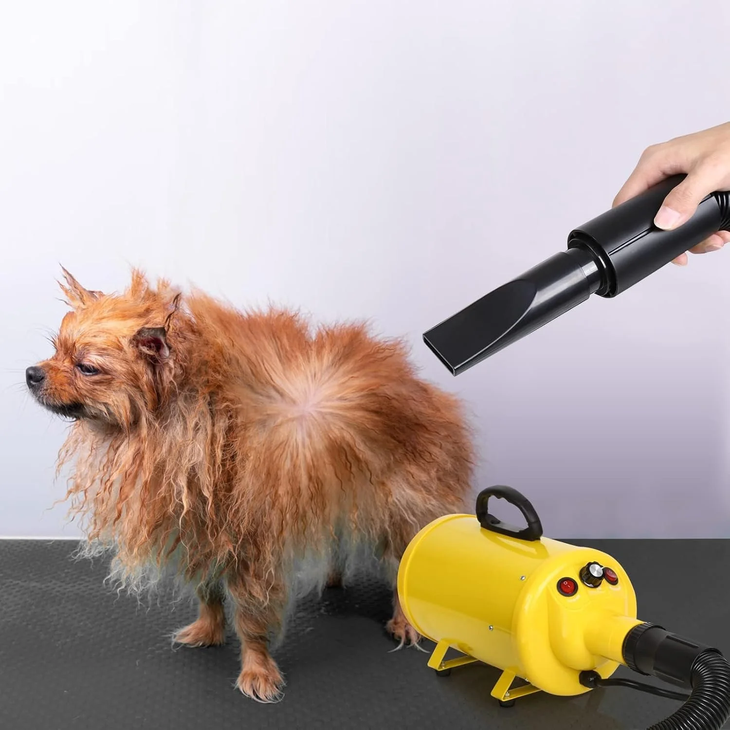 سشوار موی سگ مامو بیر، دمنده نظافت حیوانات خانگی 3.8 اسب بخار 2800 وات برای سگ های بزرگ، دمنده نیروی مو با گرما، سرعت بدون پله قابل تنظیم، باد با قدرت قوی، زرد سشوار موی سگ مامو بیر، دمنده نظافت حیوانات خانگی 3.8 اسب بخار 2800 وات برای سگ های بزرگ، دمنده نیروی مو با گرما، سرعت بدون پله قابل تنظیم، باد با قدرت قوی، زرد