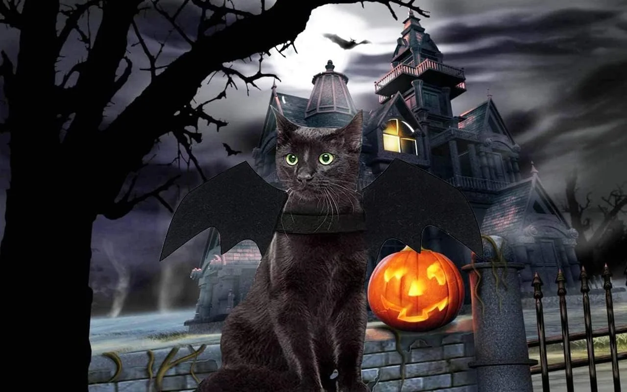 بال های خفاشی لباس هالووین گربه ای مامو بیر، لباس حیوانات خانگی برای سگ ها و گربه های کوچک بال های خفاشی لباس هالووین گربه ای مامو بیر، لباس حیوانات خانگی برای سگ ها و گربه های کوچک